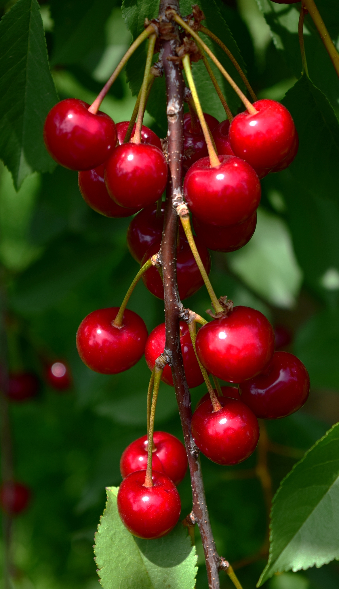 sour cherry fruits