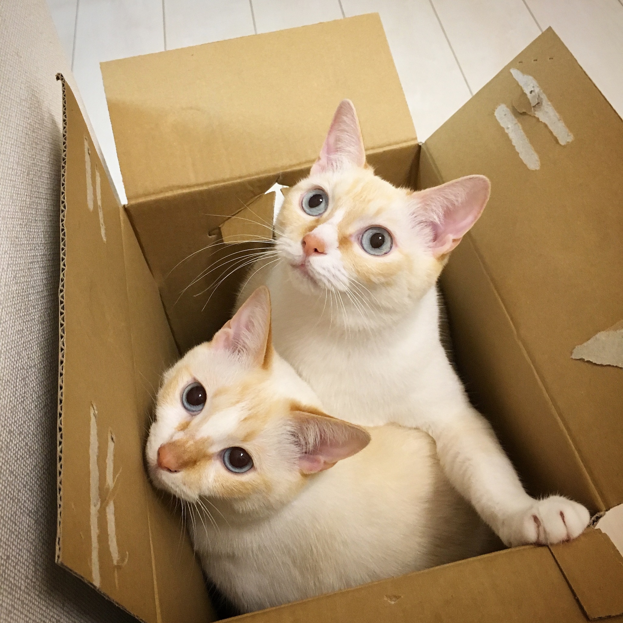 我的宠物猫：一只三花猫的日常生活