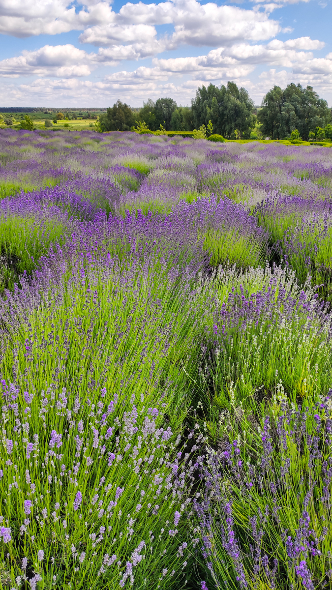 写出内优壁纸的软件介绍软件特色软件亮点软件优势