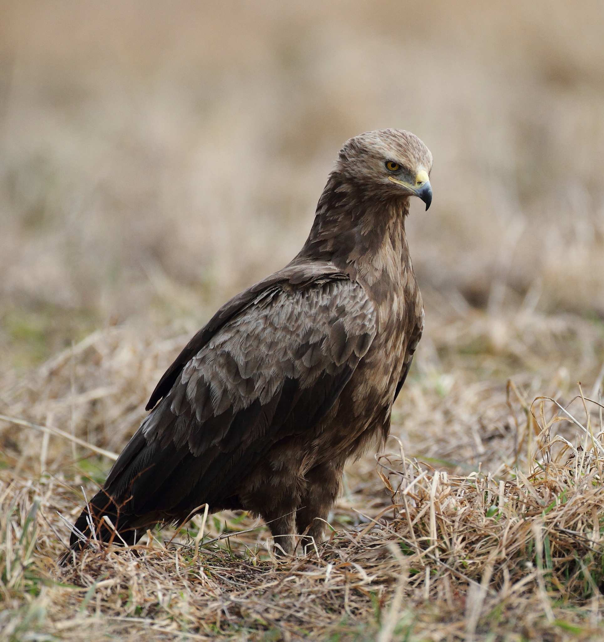 小烏甲和小烏乙各飛行了25分鐘。小烏甲飛行了440m小鳥乙比小烏甲少飛行8m小烏乙飛行的平均速率是多少ms？