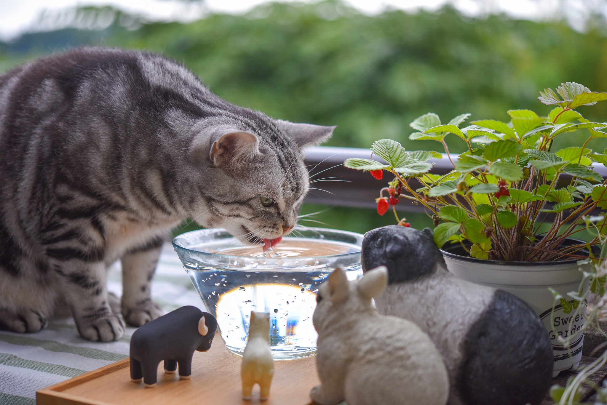 write poem about boiling water and cat