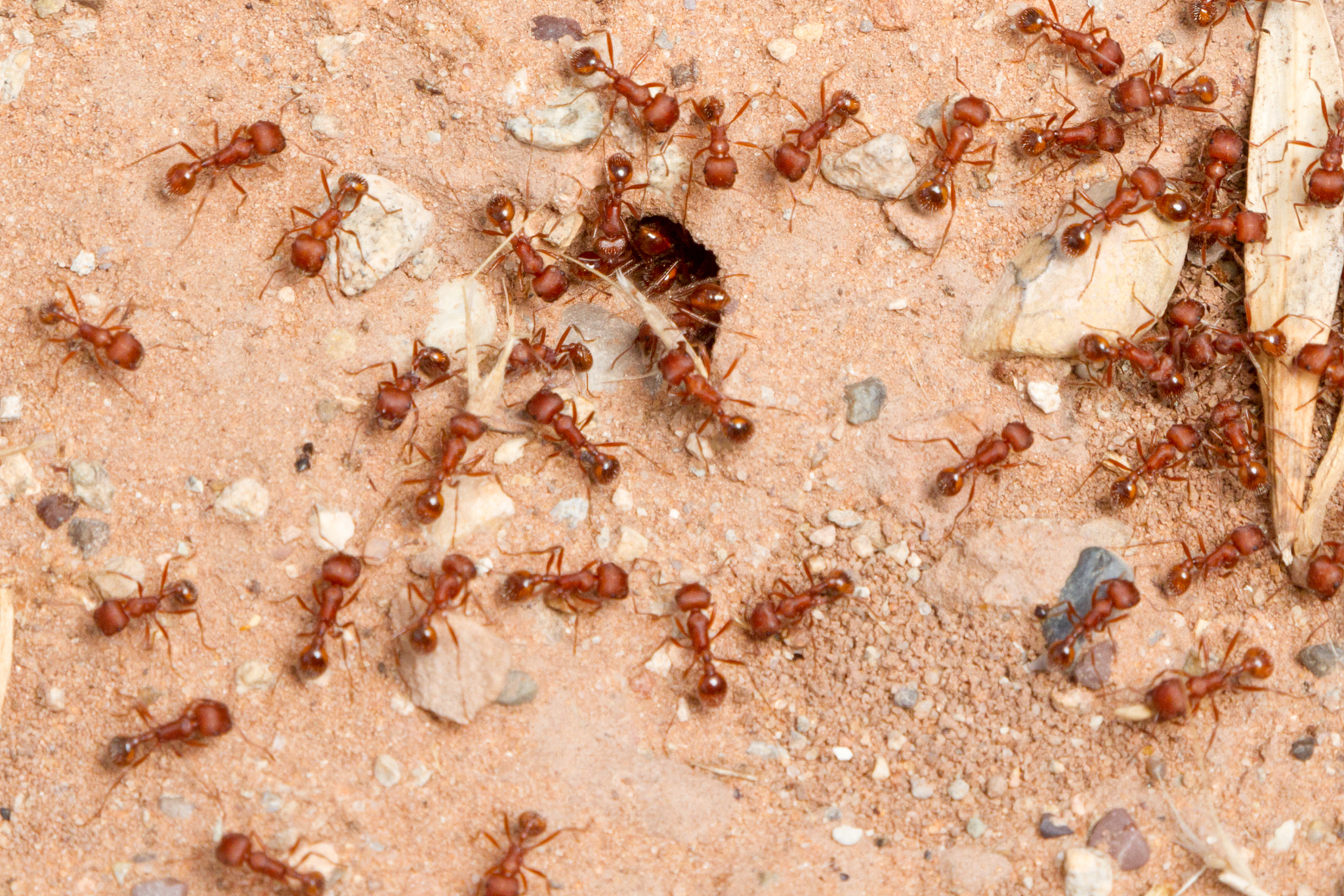 red ants