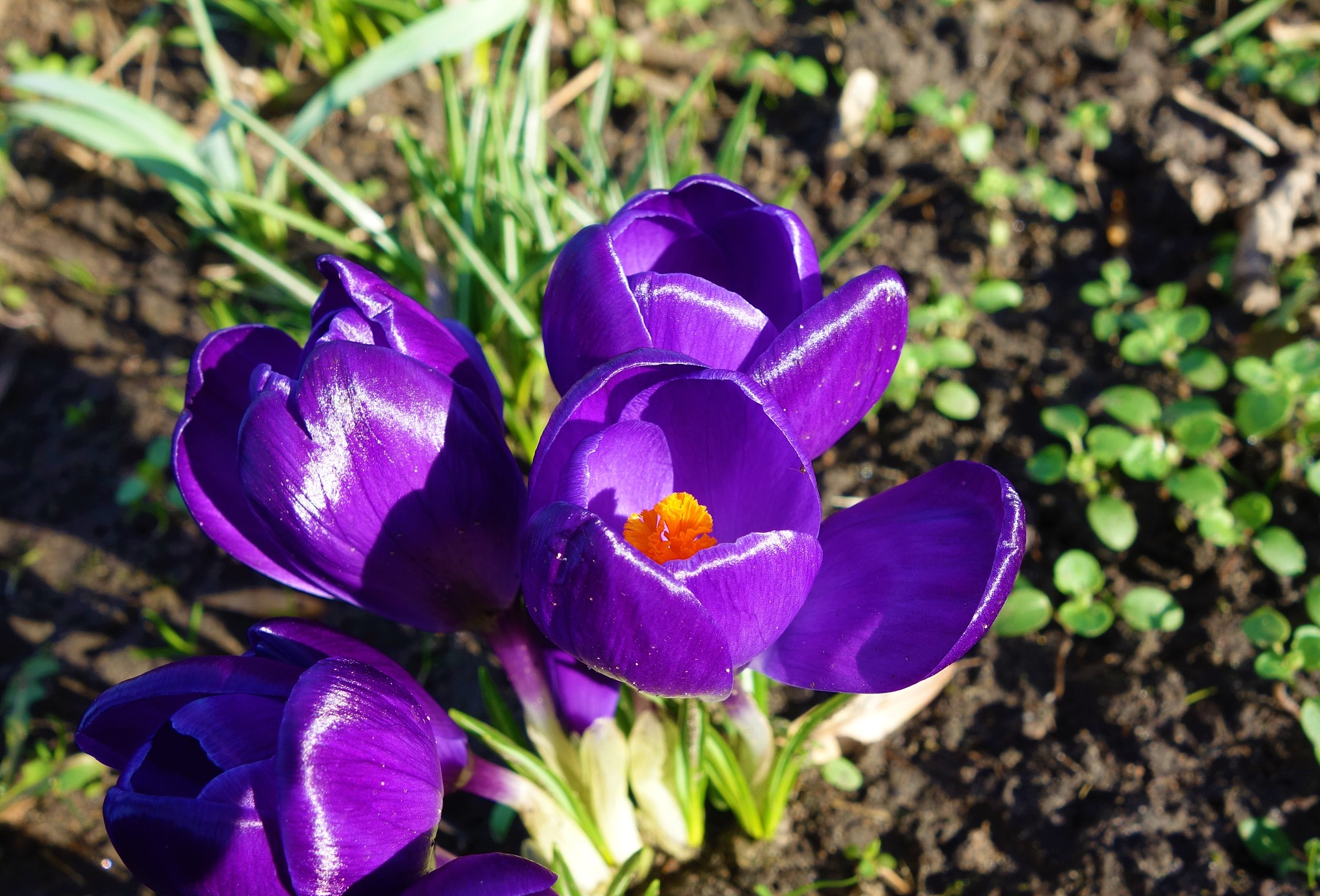 红花用开水泡还是温水，
