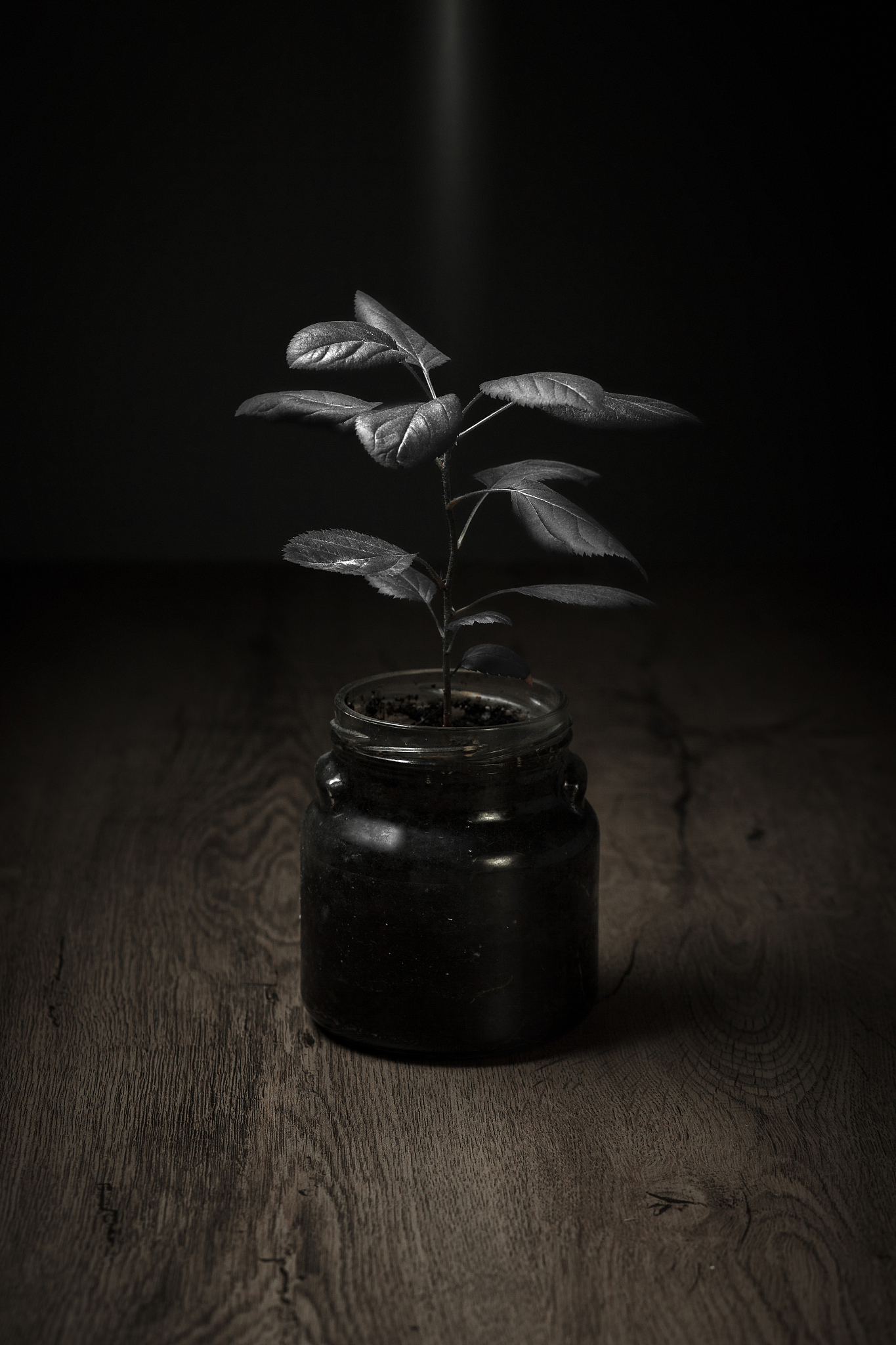 small tree with dark leaves in a glass.