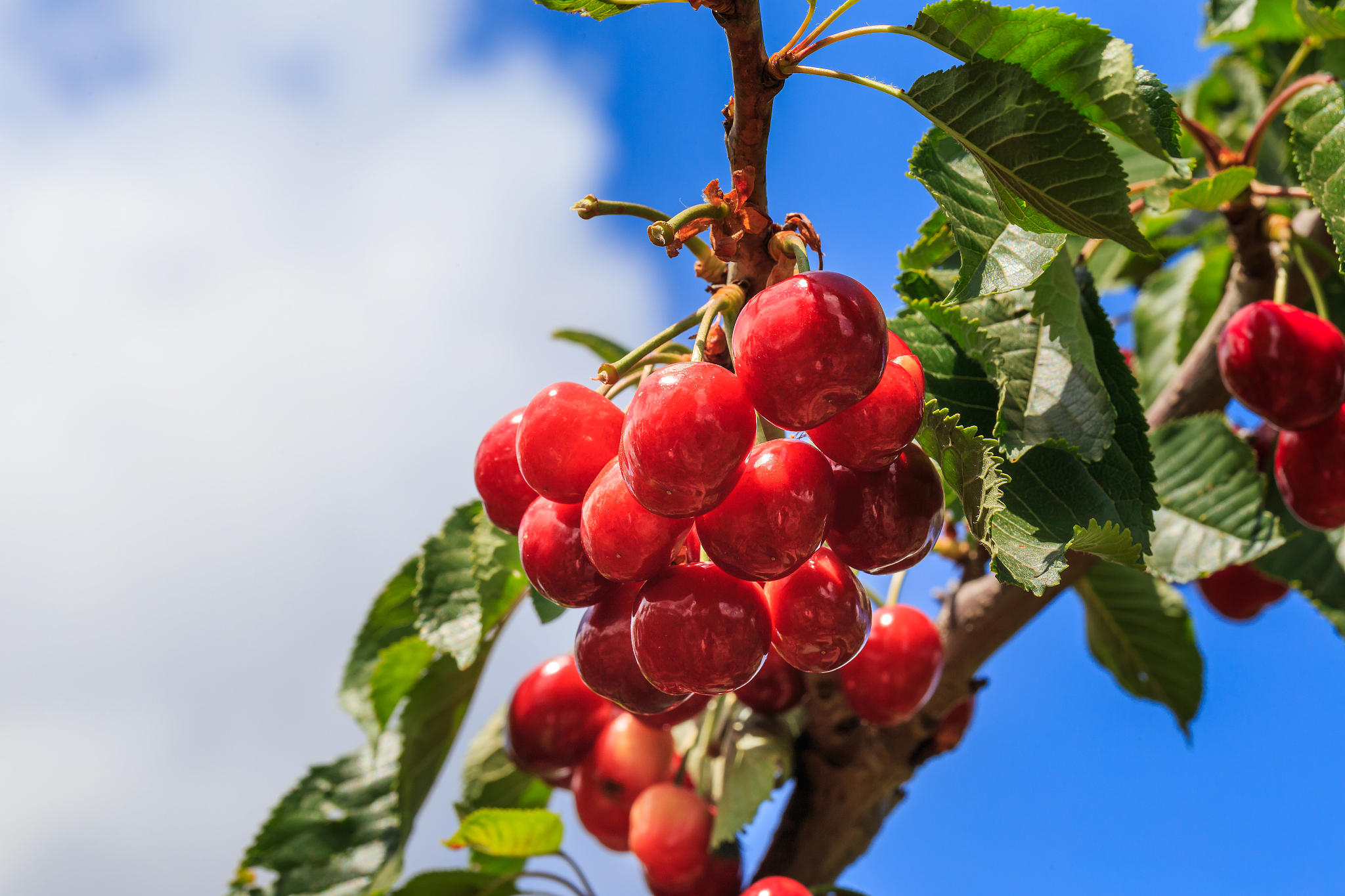 cherries tree, cherries on the tree