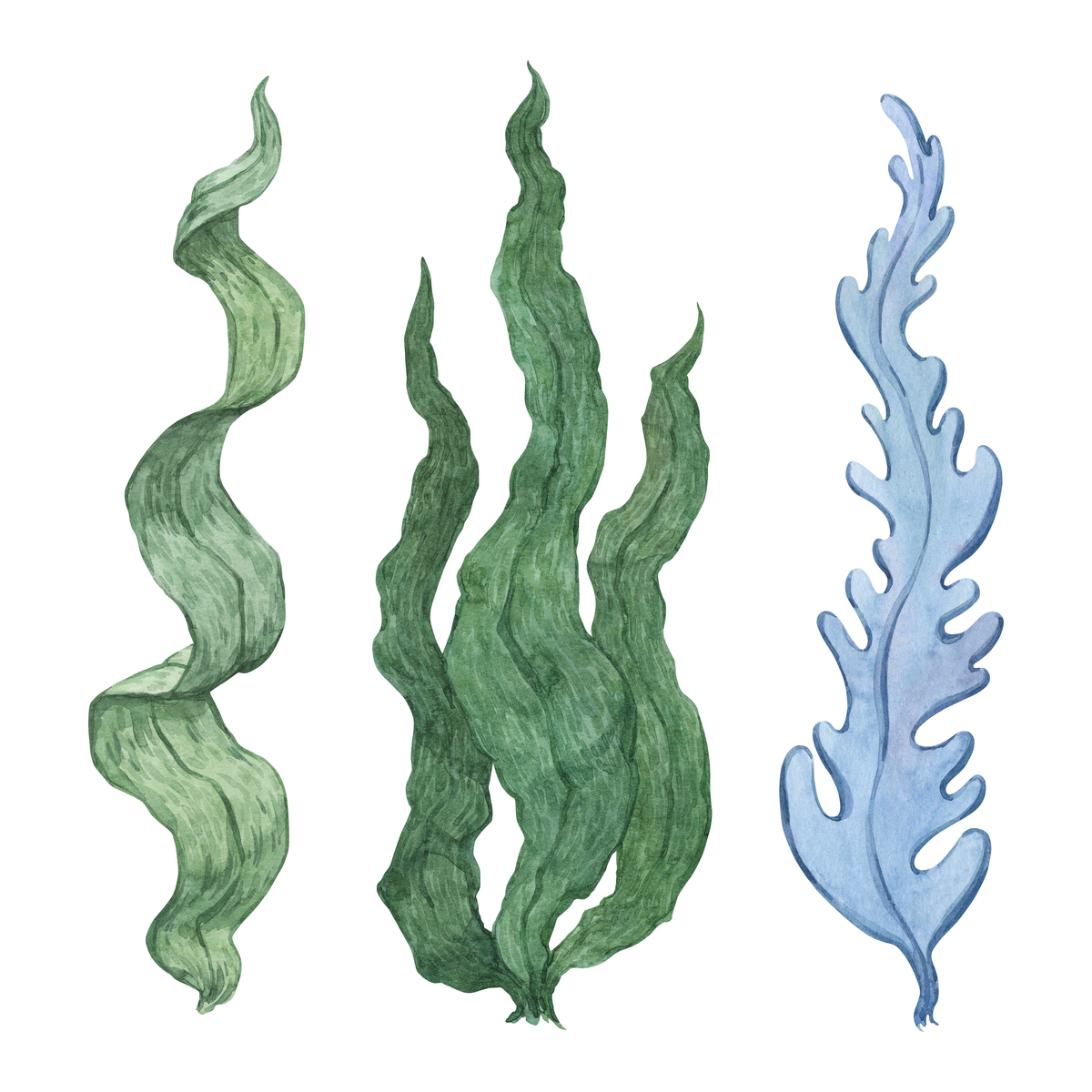 水彩风格的海藻水下插画