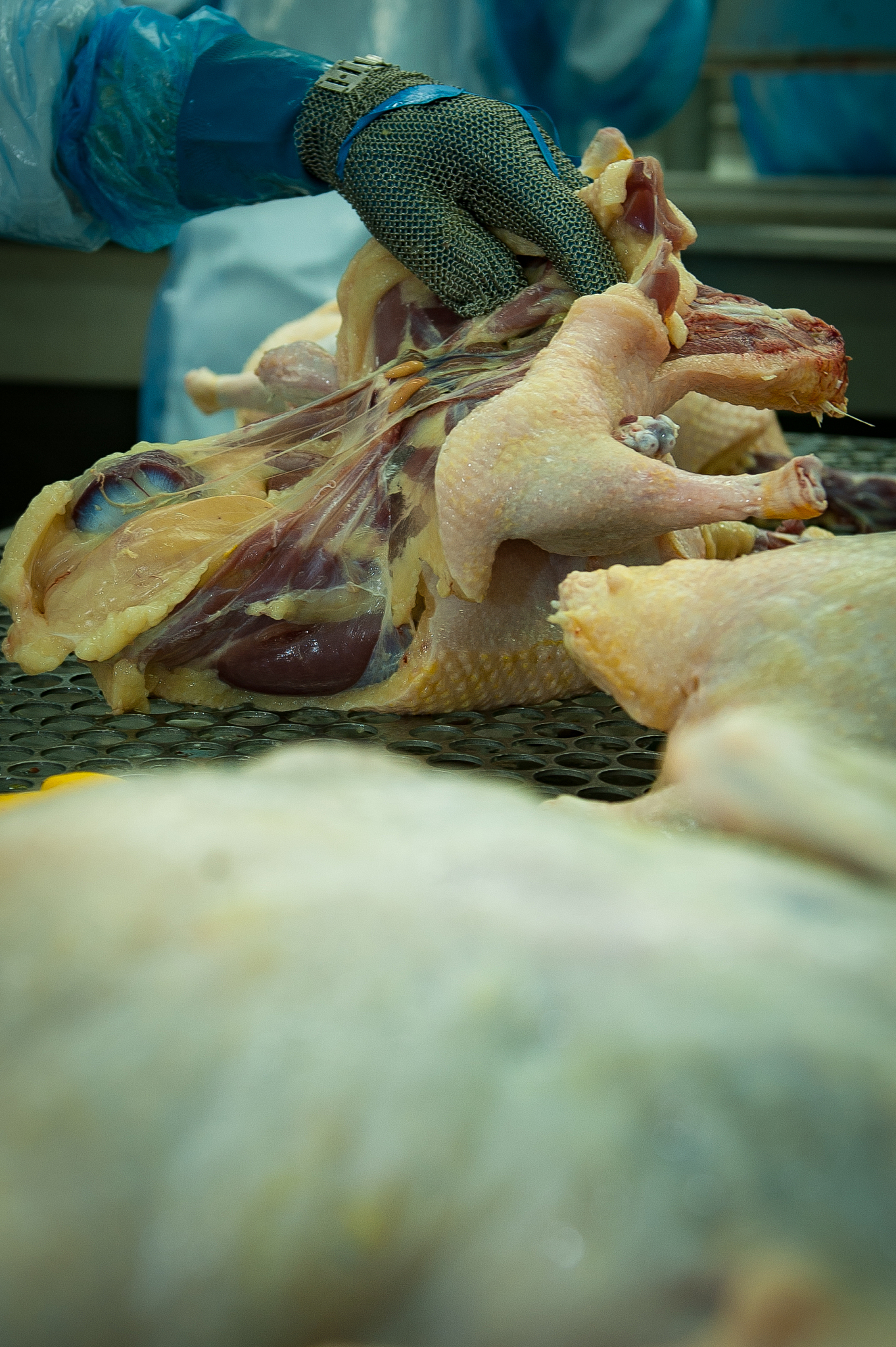 foie gras - linha de produo