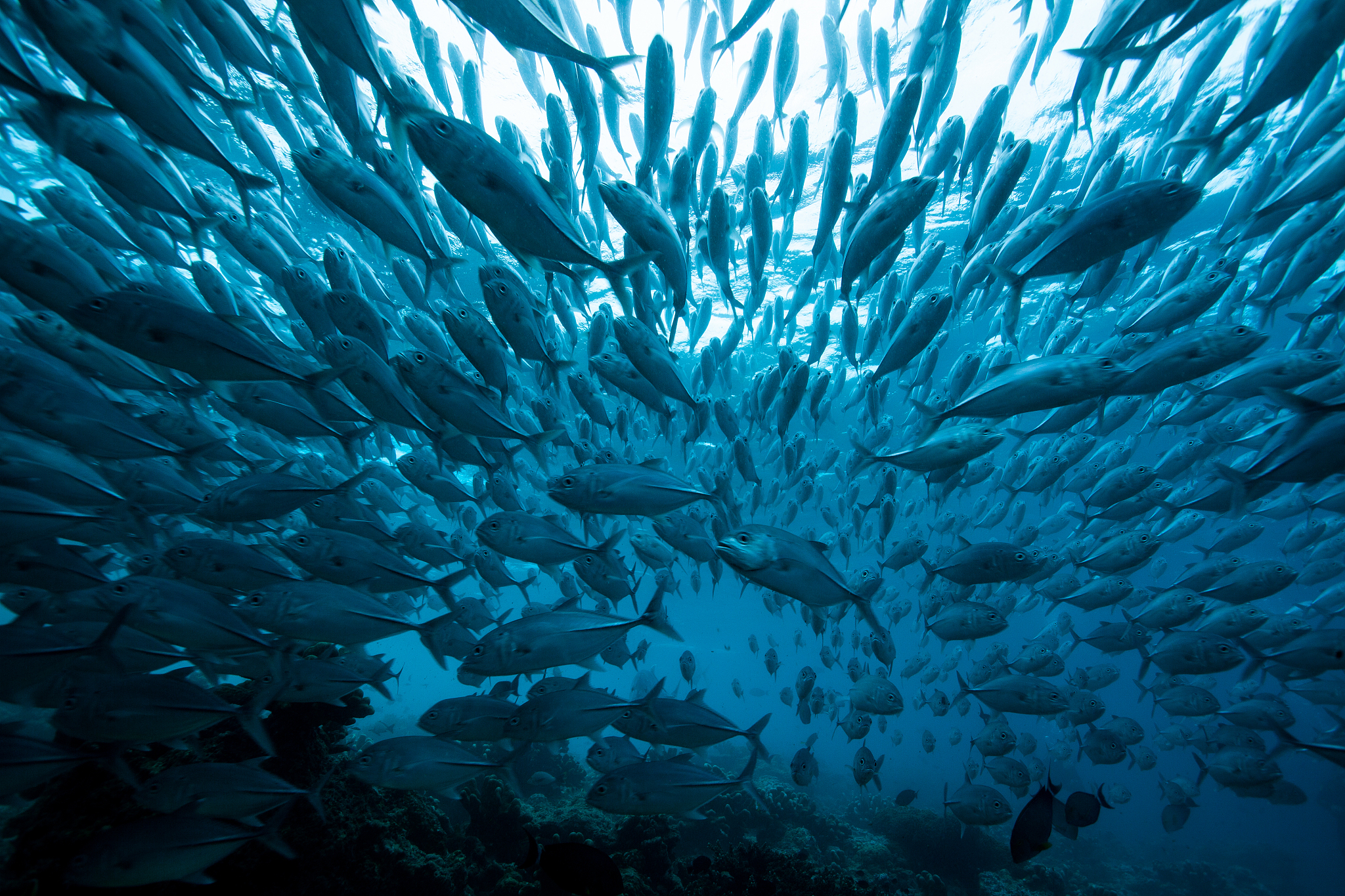 school of fish, group of tropical fish
