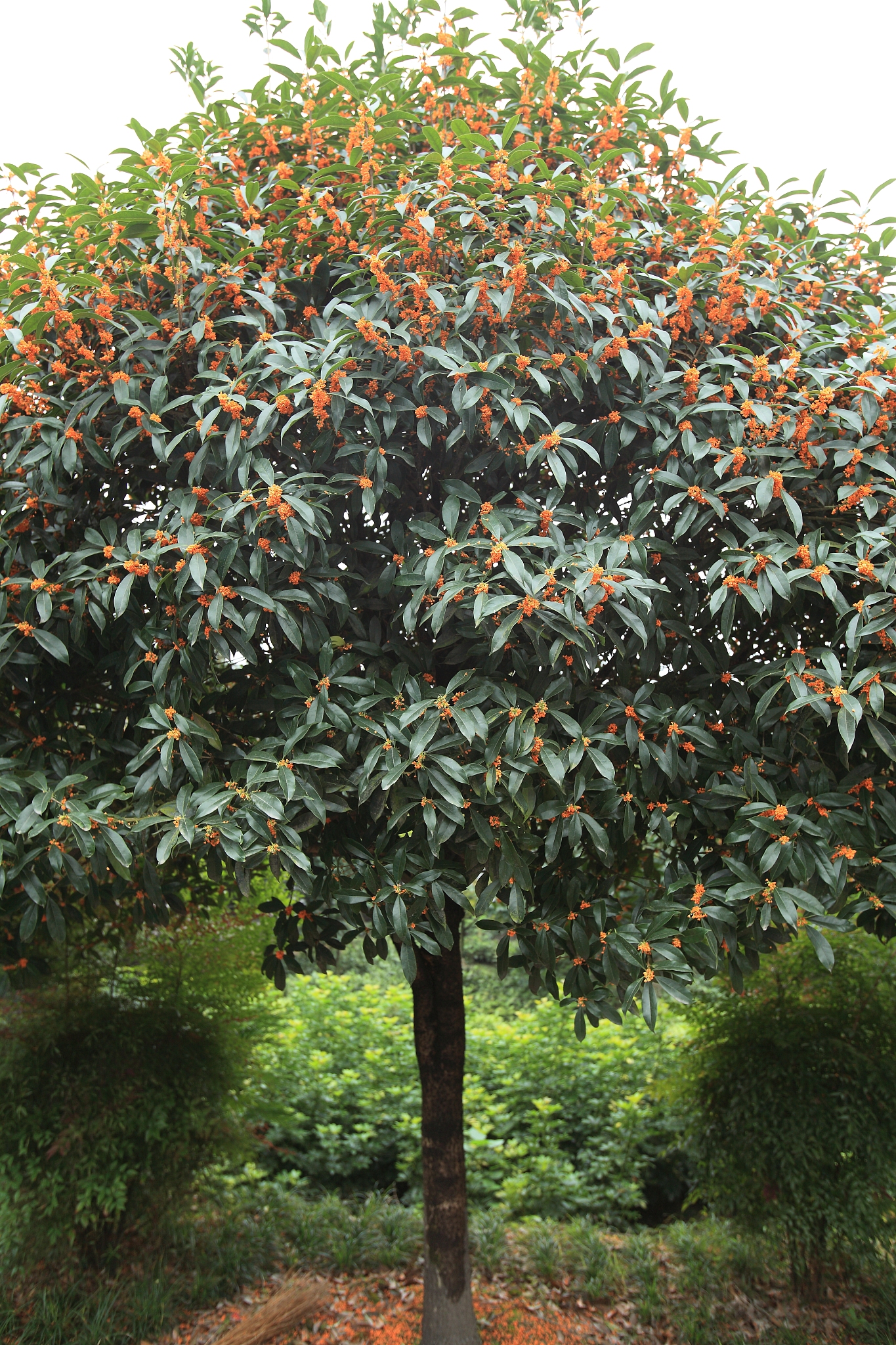 桂花树门口风水好吗？招财辟邪提升桃花运？