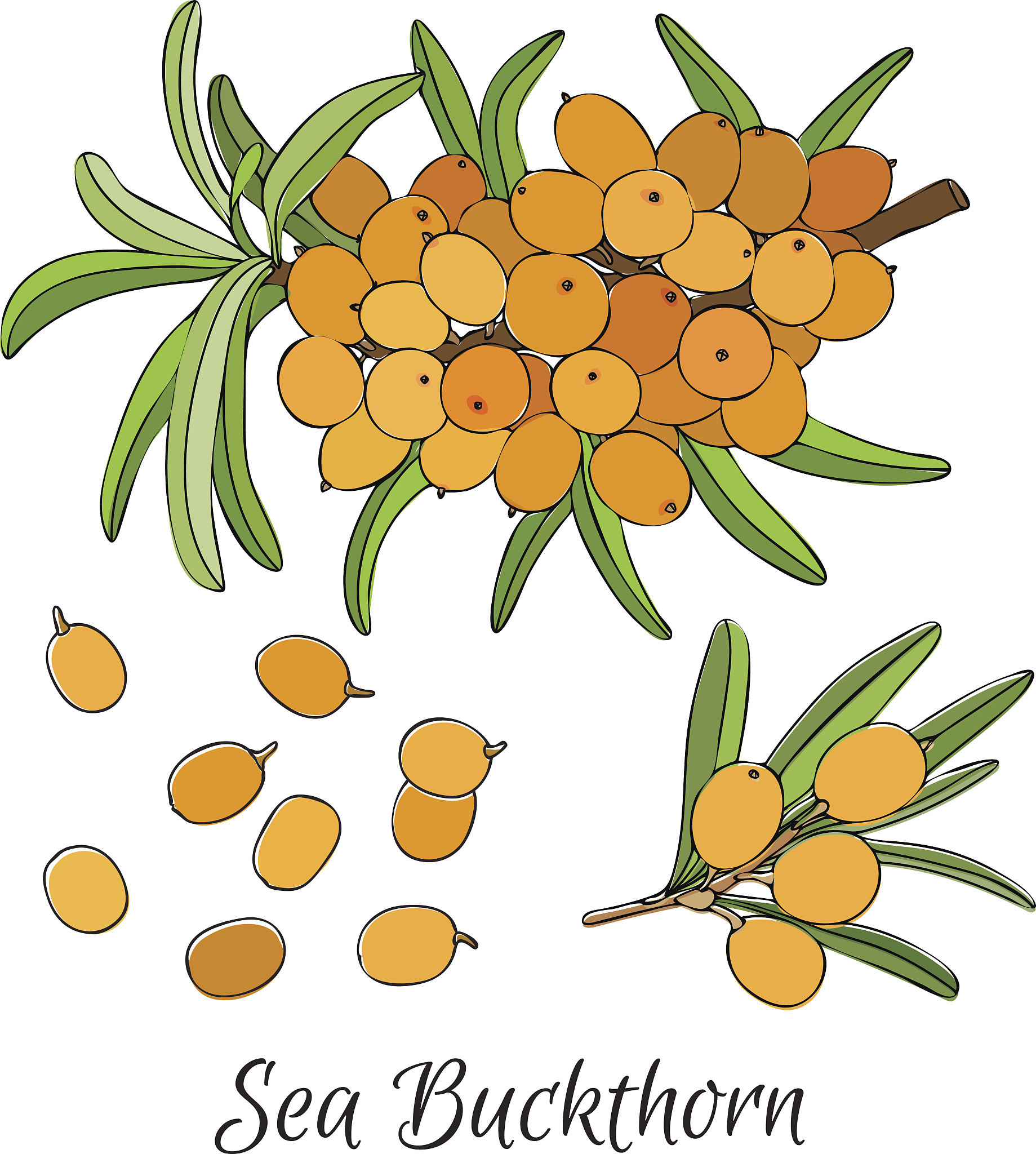 鼎鑫鲜榨沙棘果汁可以预防脑血栓吗？