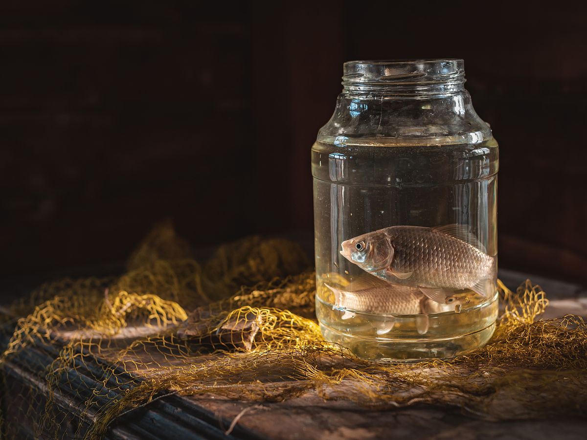 小学抓鱼日记作文200字