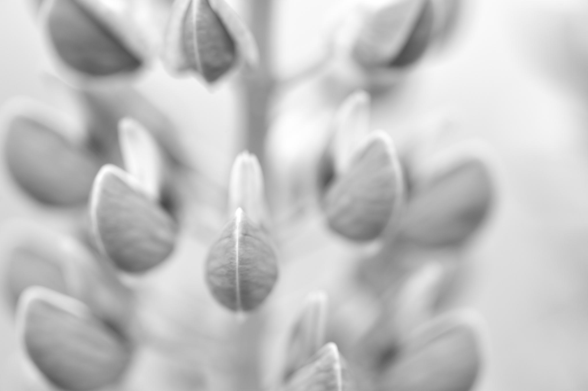 lupinenblüte