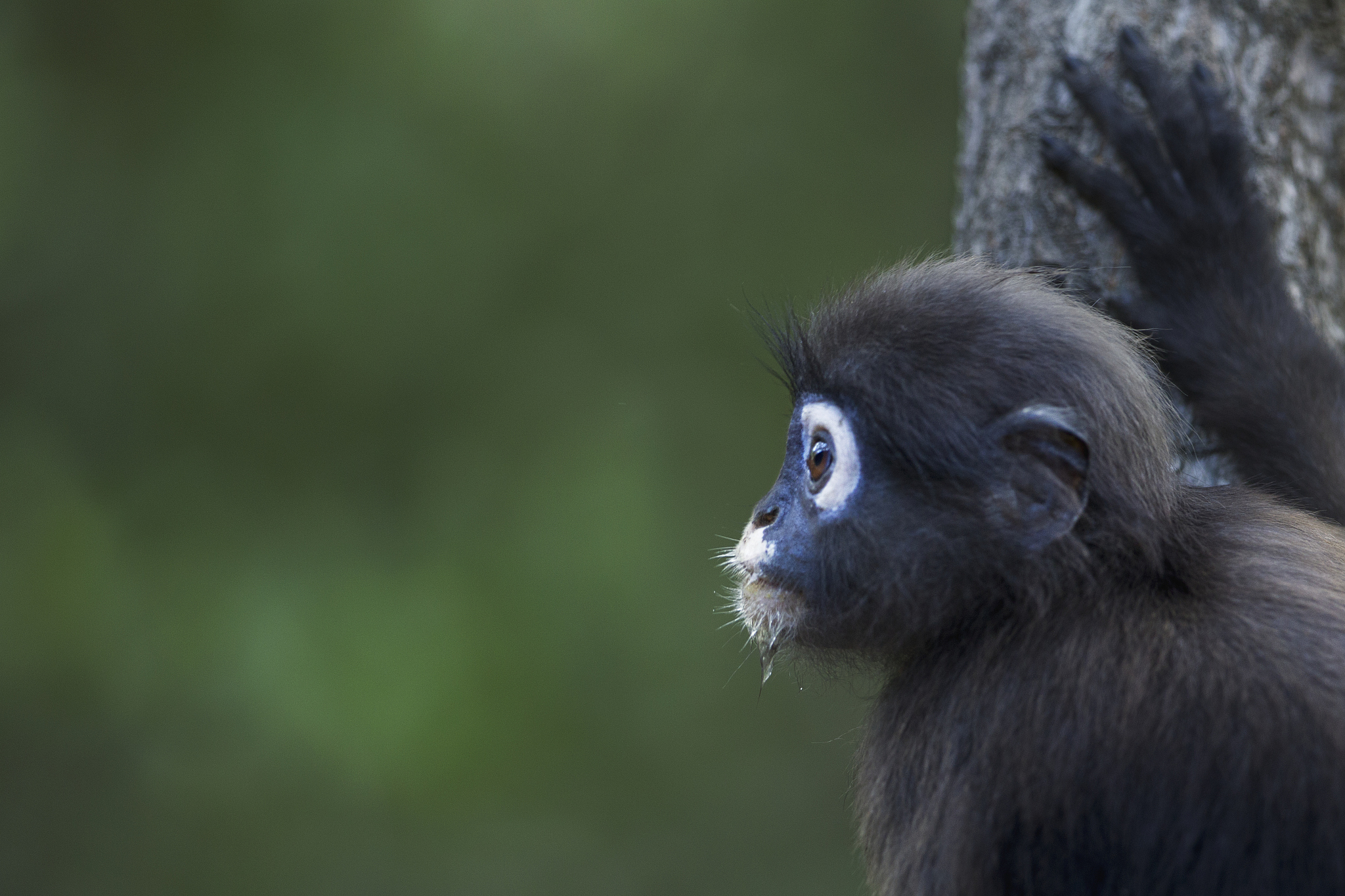 dusky leaf monkey or dusky langur juvenile in a tree
