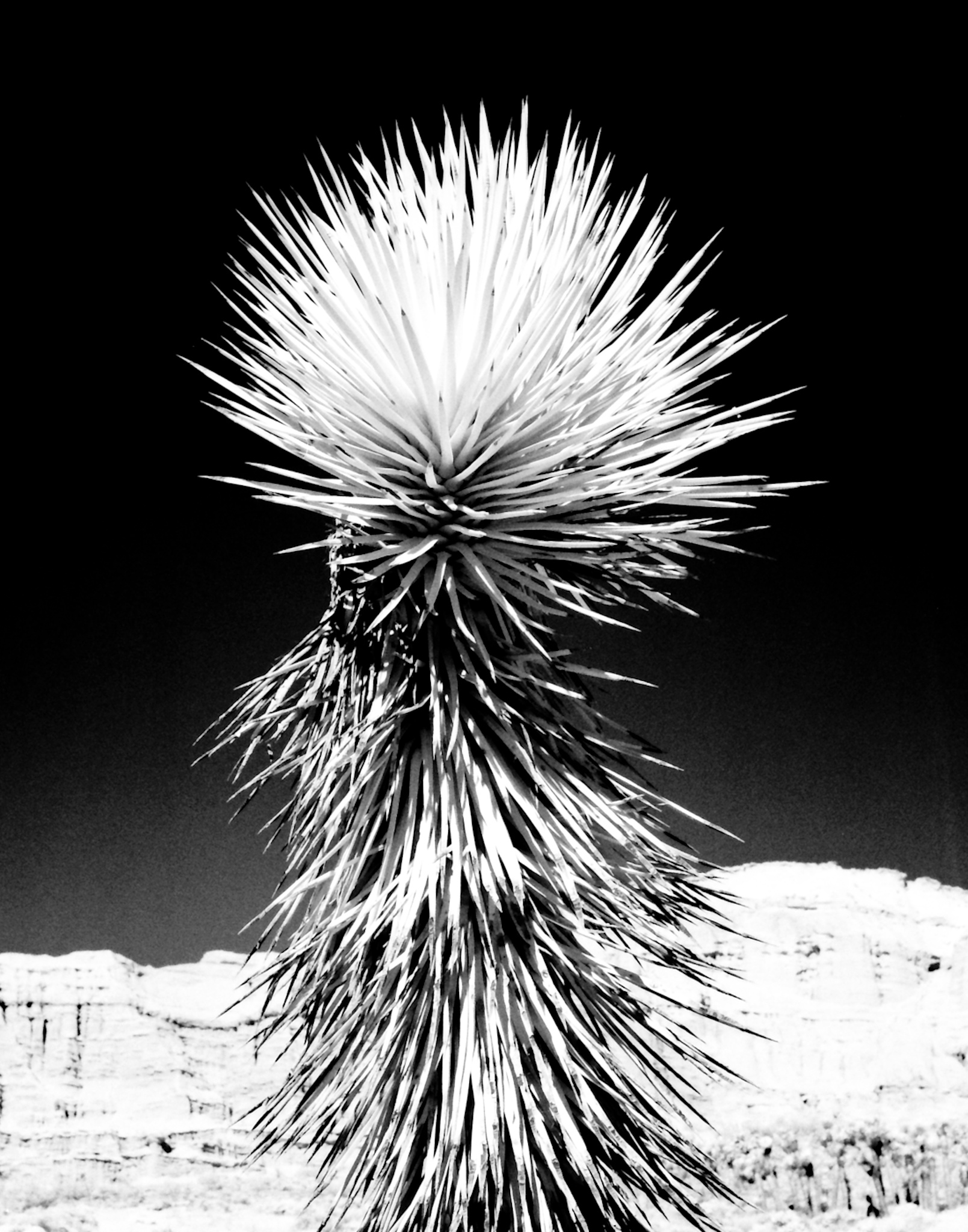 80年代以降の少年マンガ雑誌とメディアミックスの関係：アニメ化から実写化へ