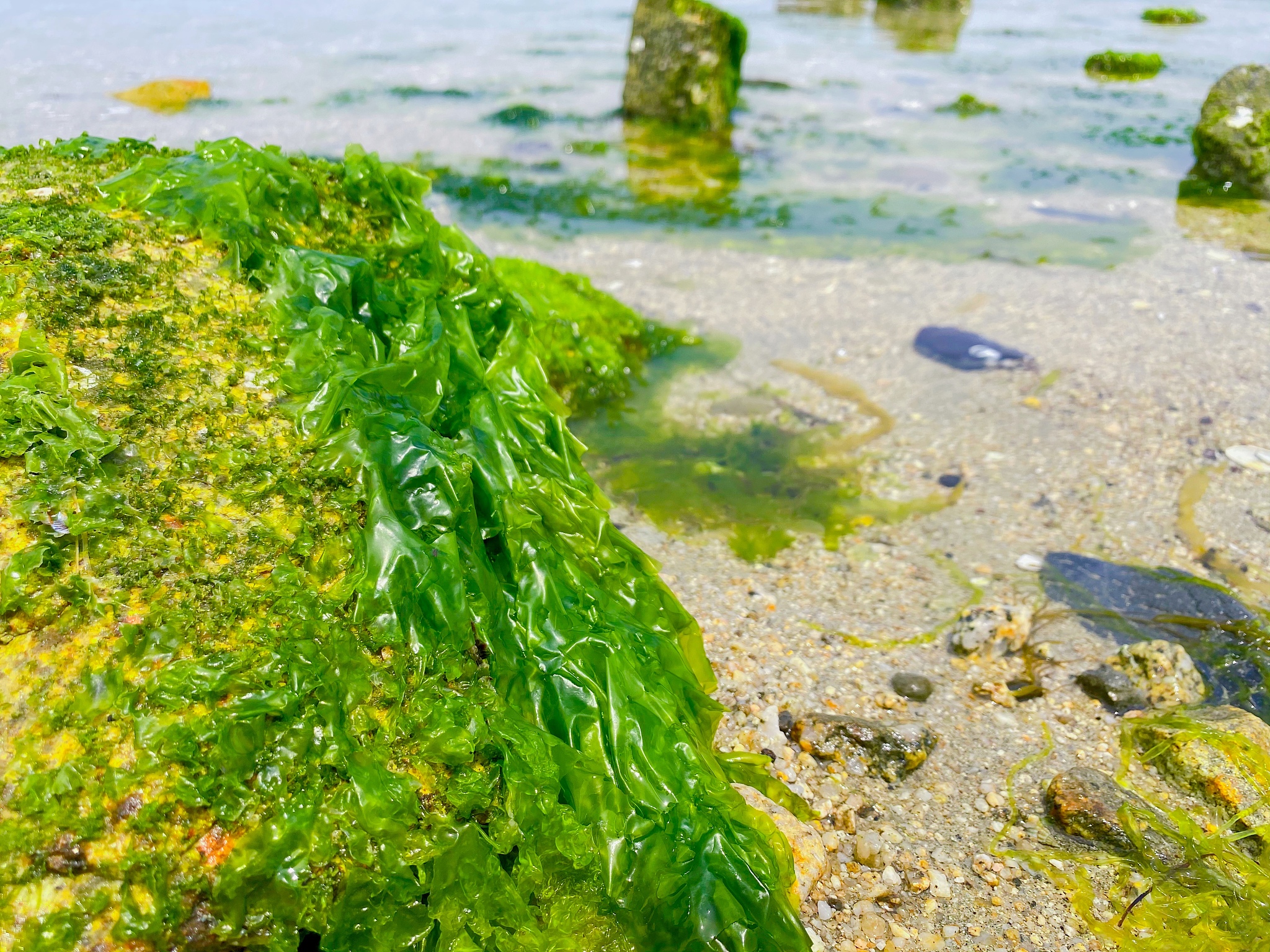 seaweed floating in the sea