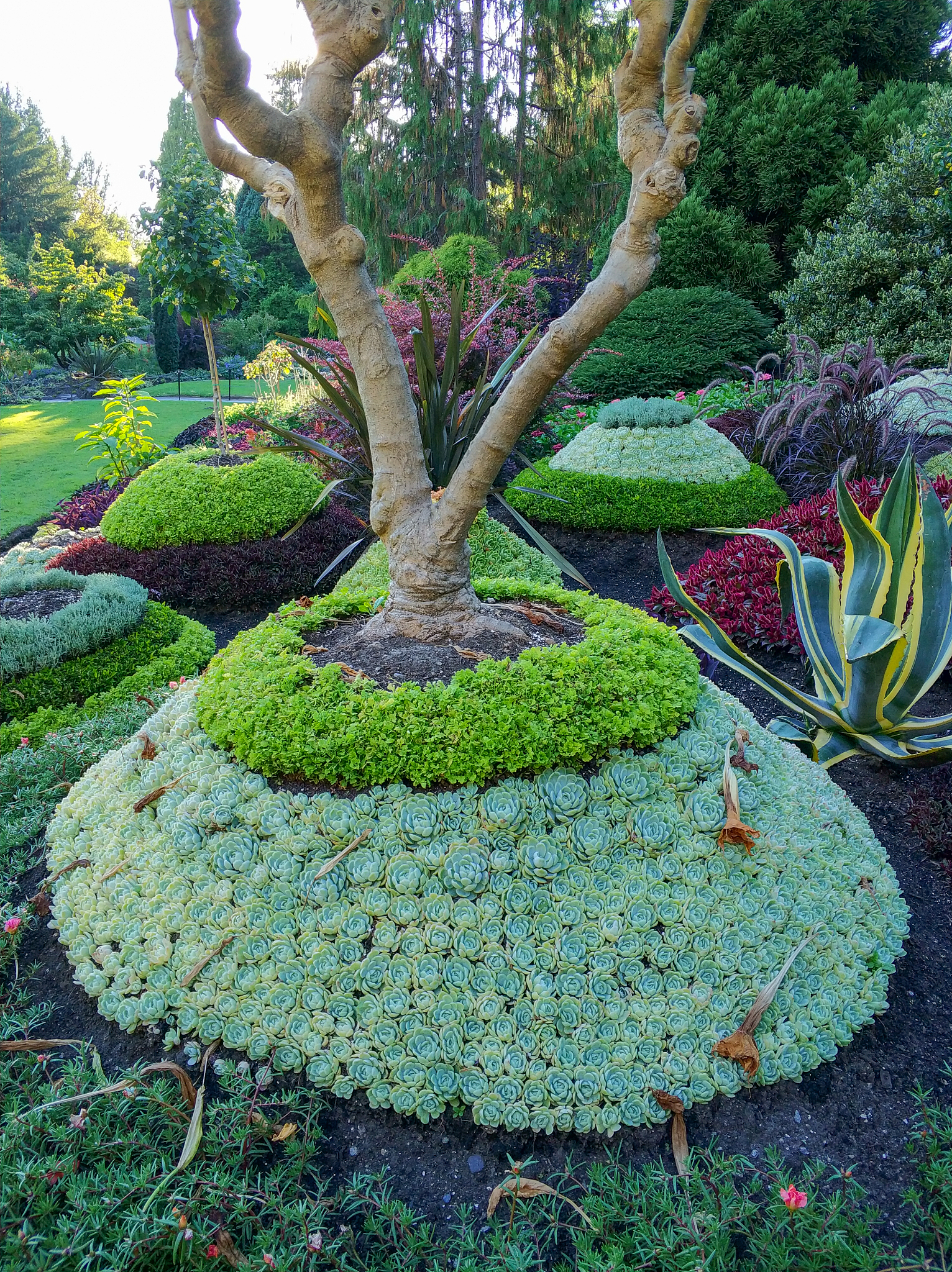 中国园林植物种类统计：2.7万种丰富多样