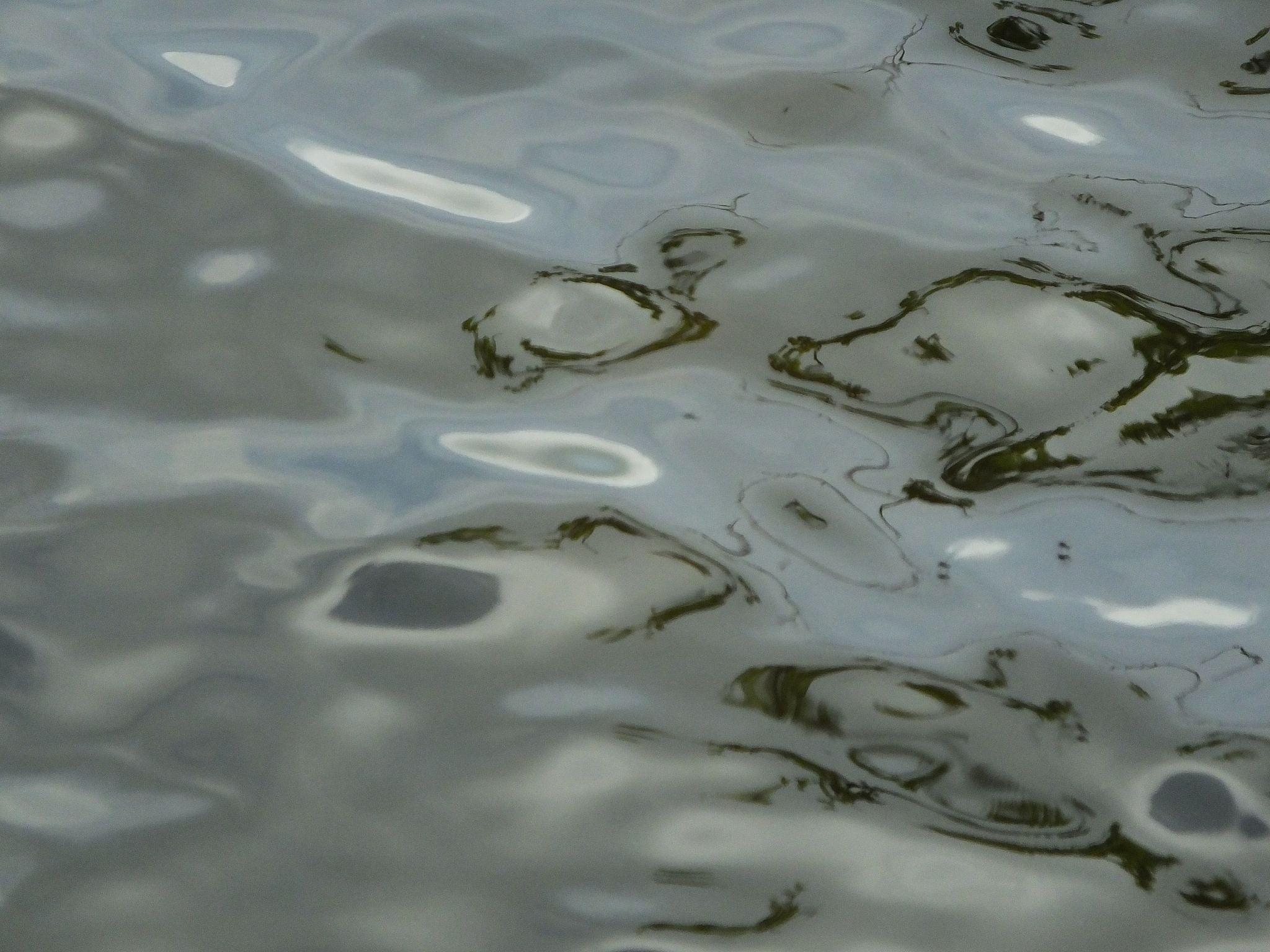 虾苗石灰消毒后有必要排水吗