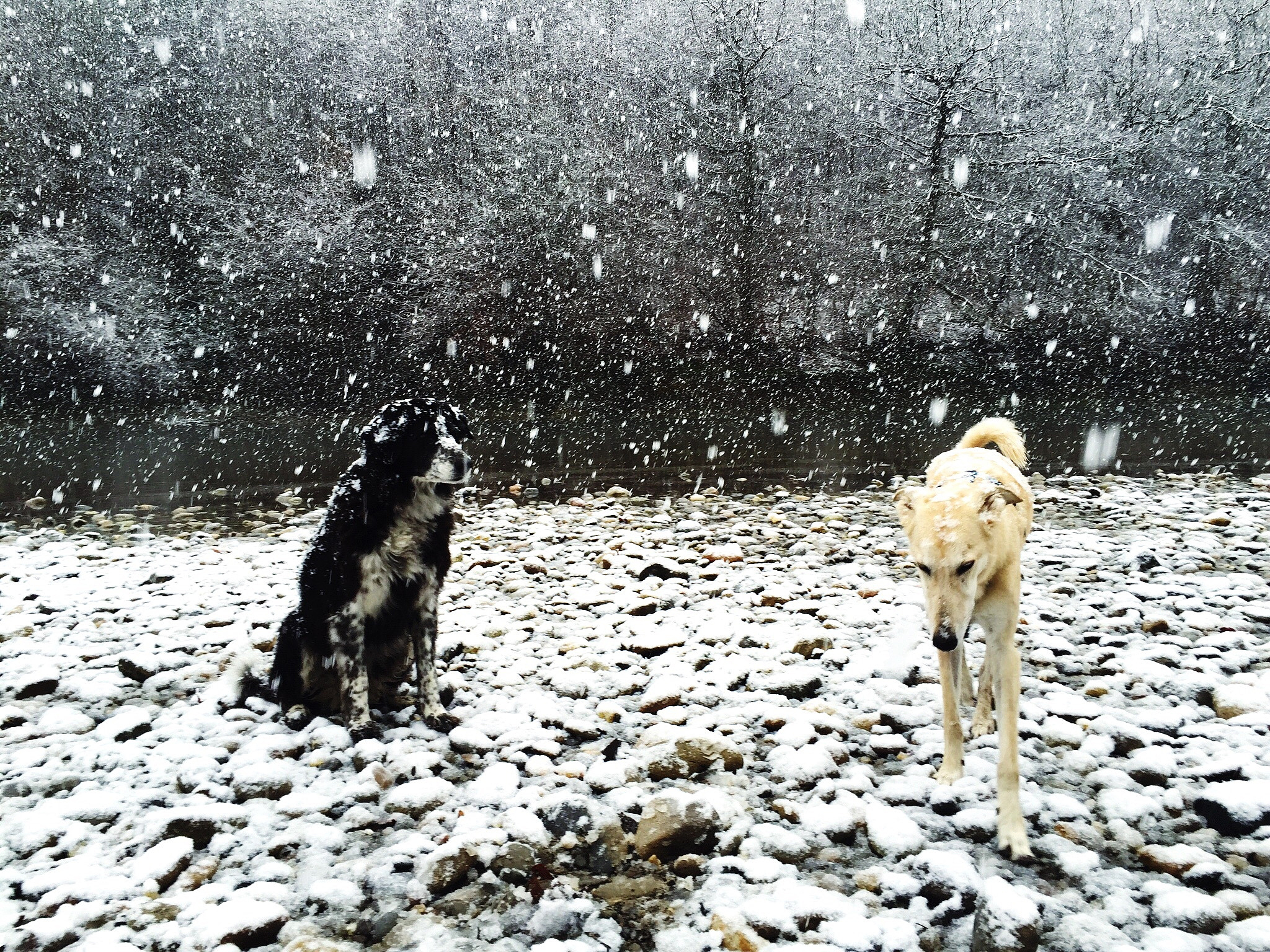 10个字以内概括以下：大年三十大雪纷飞寒风瑟瑟。一个扎着两个揪揪的娃娃正瑟缩着身子立在门口粉雕玉琢的小脸上尽显苍白因为太冷连说话都是支离破碎的残音。n粑粑粑粑开门酥酥错惹……酥酥好冷可以让酥酥进去吗？n可尽管如此却还是得不到任何的回应。n旁边院子里的狗被大铁锁狠狠的拴住狗窝里面疯狂的传出声响似是……狗在疯狂的扒门。n扒不开狗窝里发出呜咽的叫声一声又一声……n酥酥压低了些许奶音笨笨别叫再叫吵到粑粑他