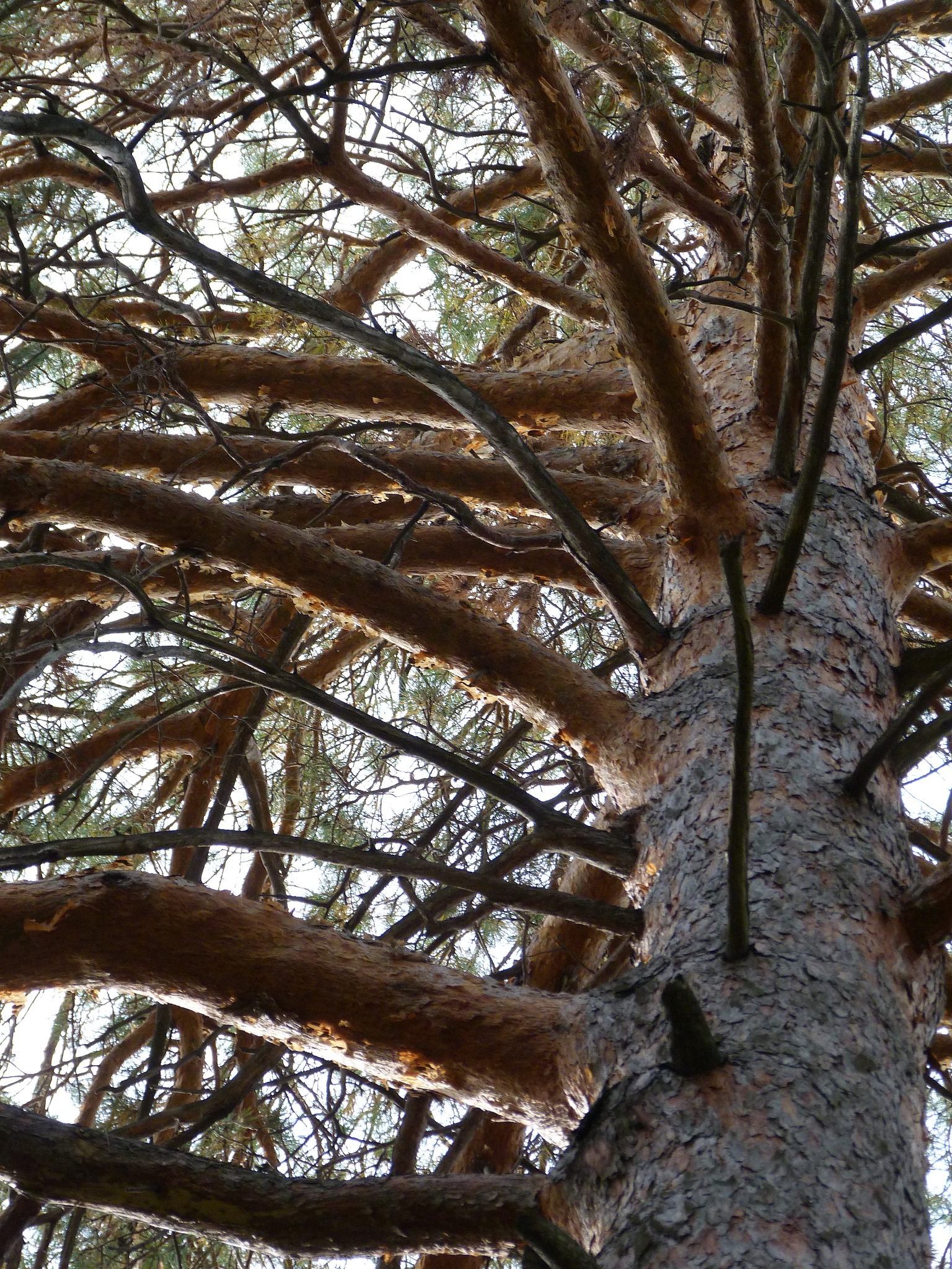 松柏後凋成語造句：用'在'開頭的例子