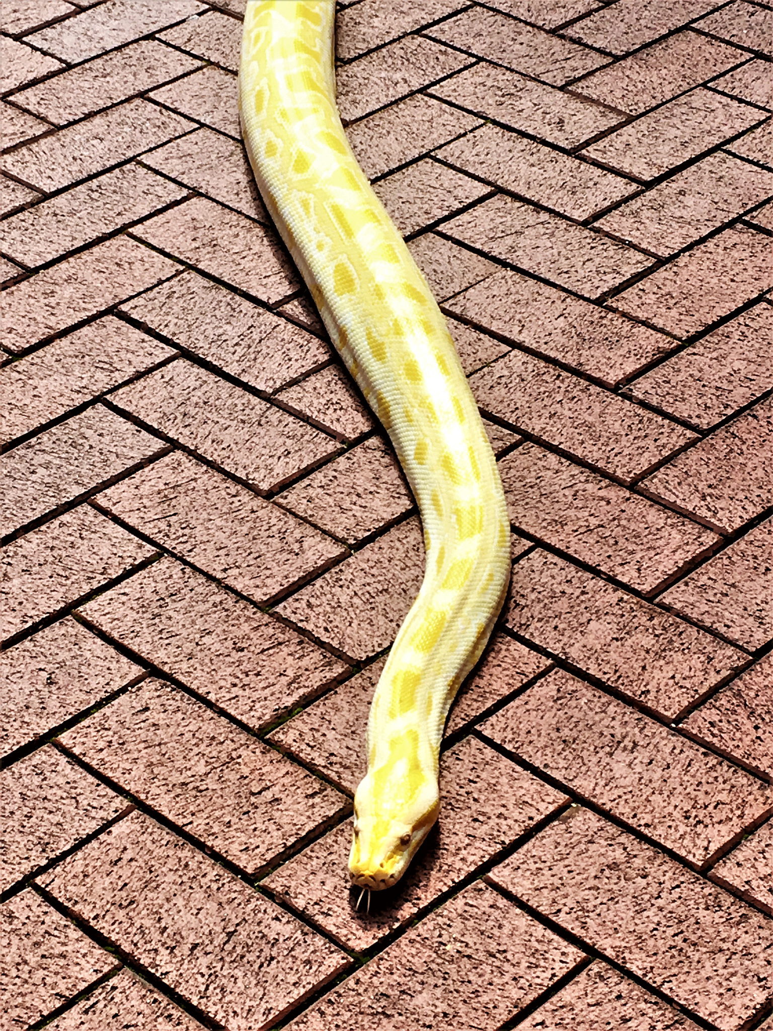 burmese albino python