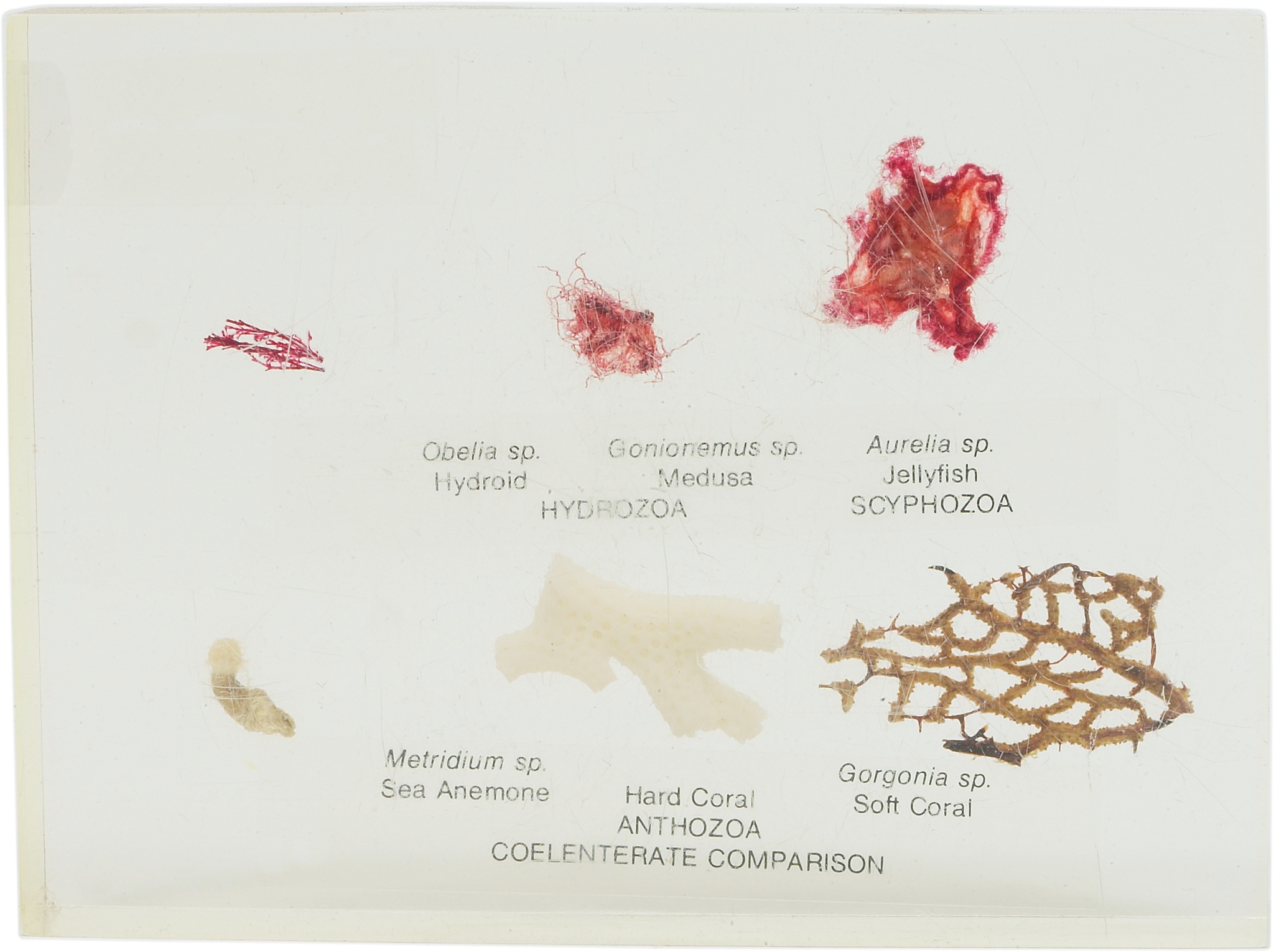 Use this information for Carmen Co to answer the questions that followCarmen Co can further process Product J to produce Product D Product J is currently selling for $20 per pound and costs $1575 per