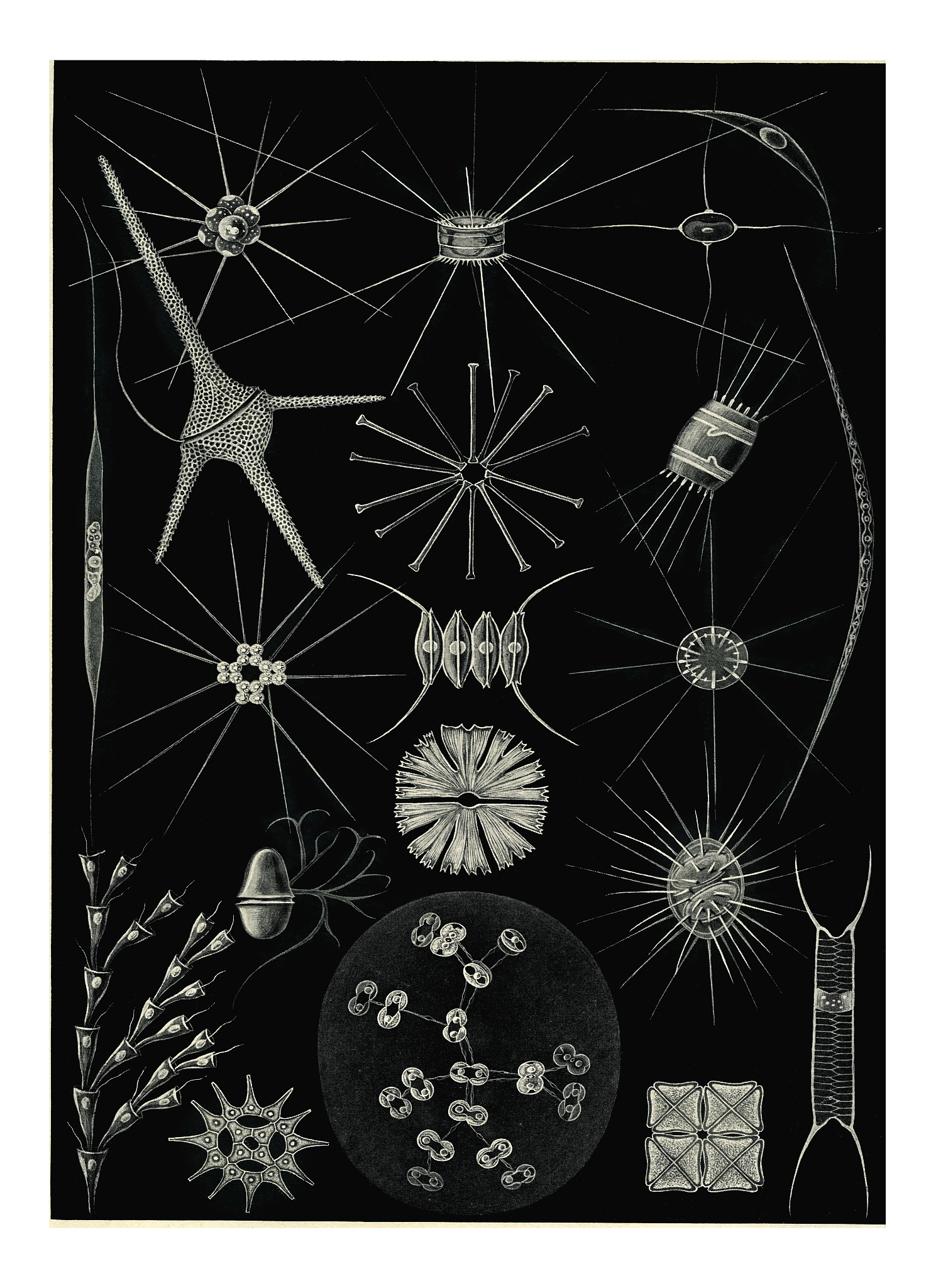 old engraved illustration of various species of plankton