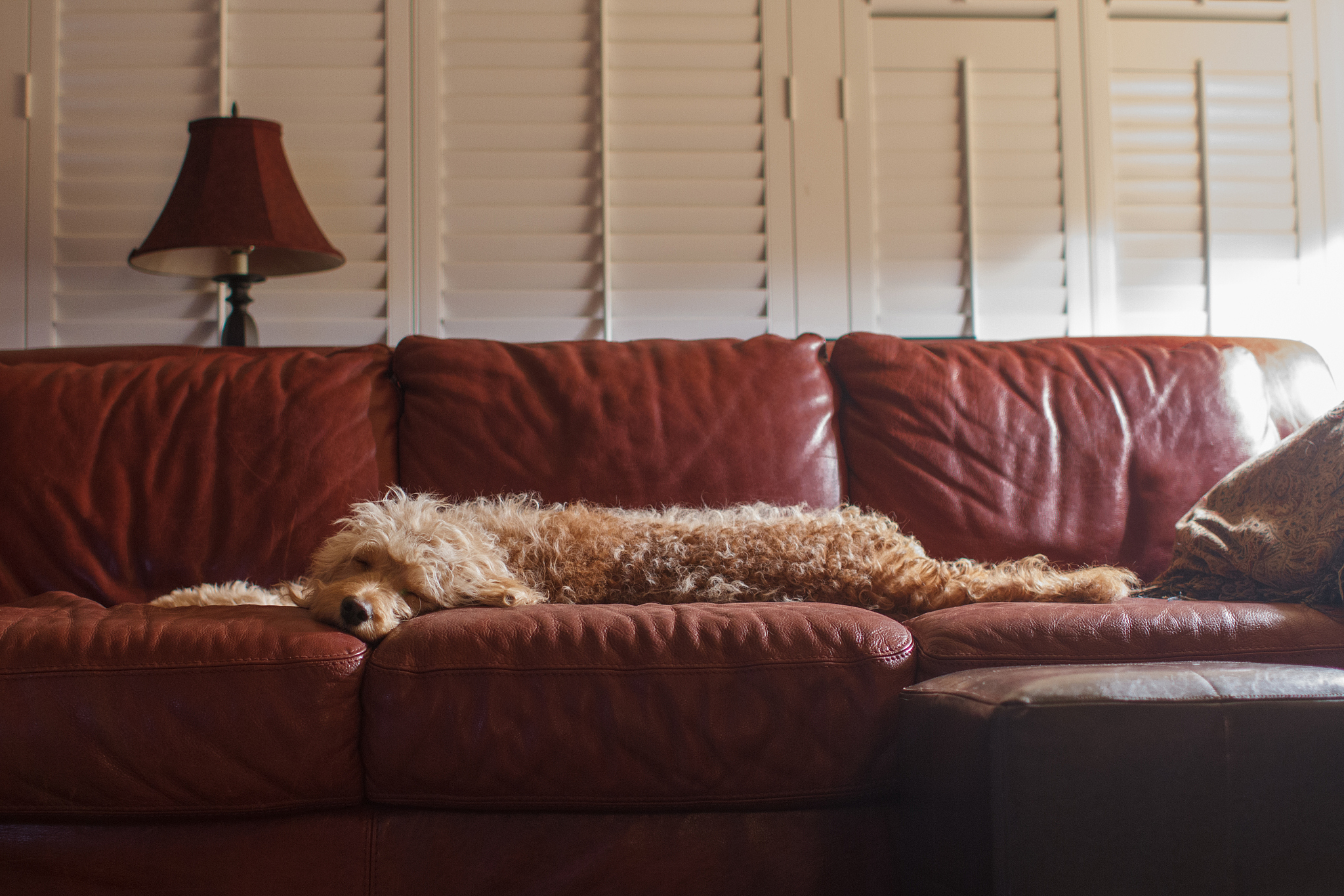 家里养宠物的最好买哪种沙发？