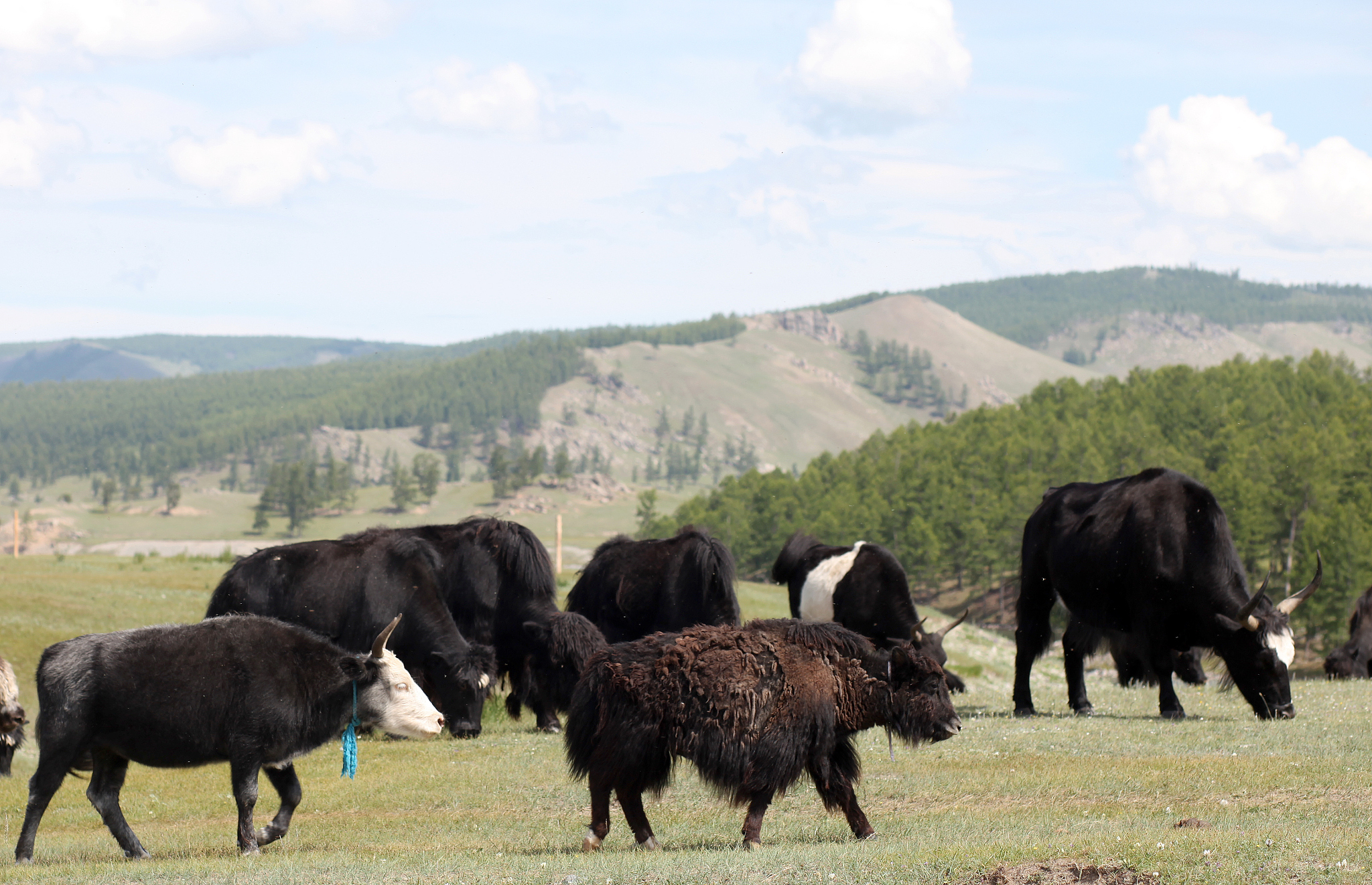 一头牦牛价值多少，
