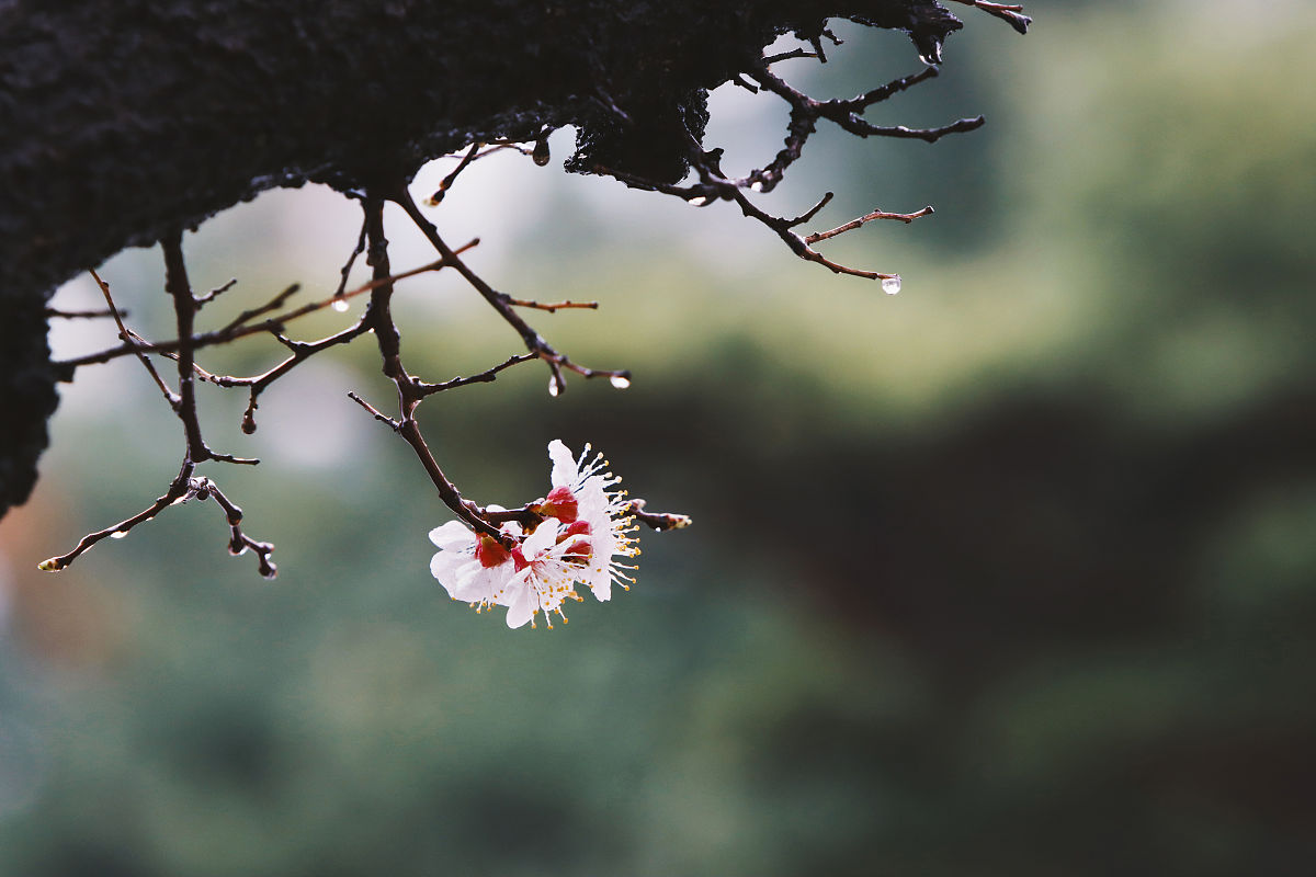在清风细雨的三月话离别求比较公正的下一句