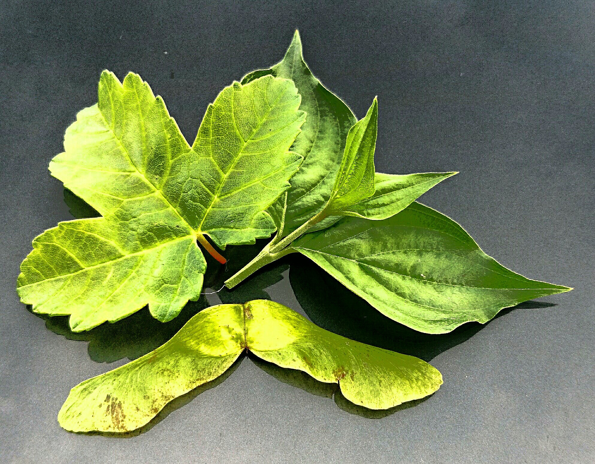high angle view of leaves on surface