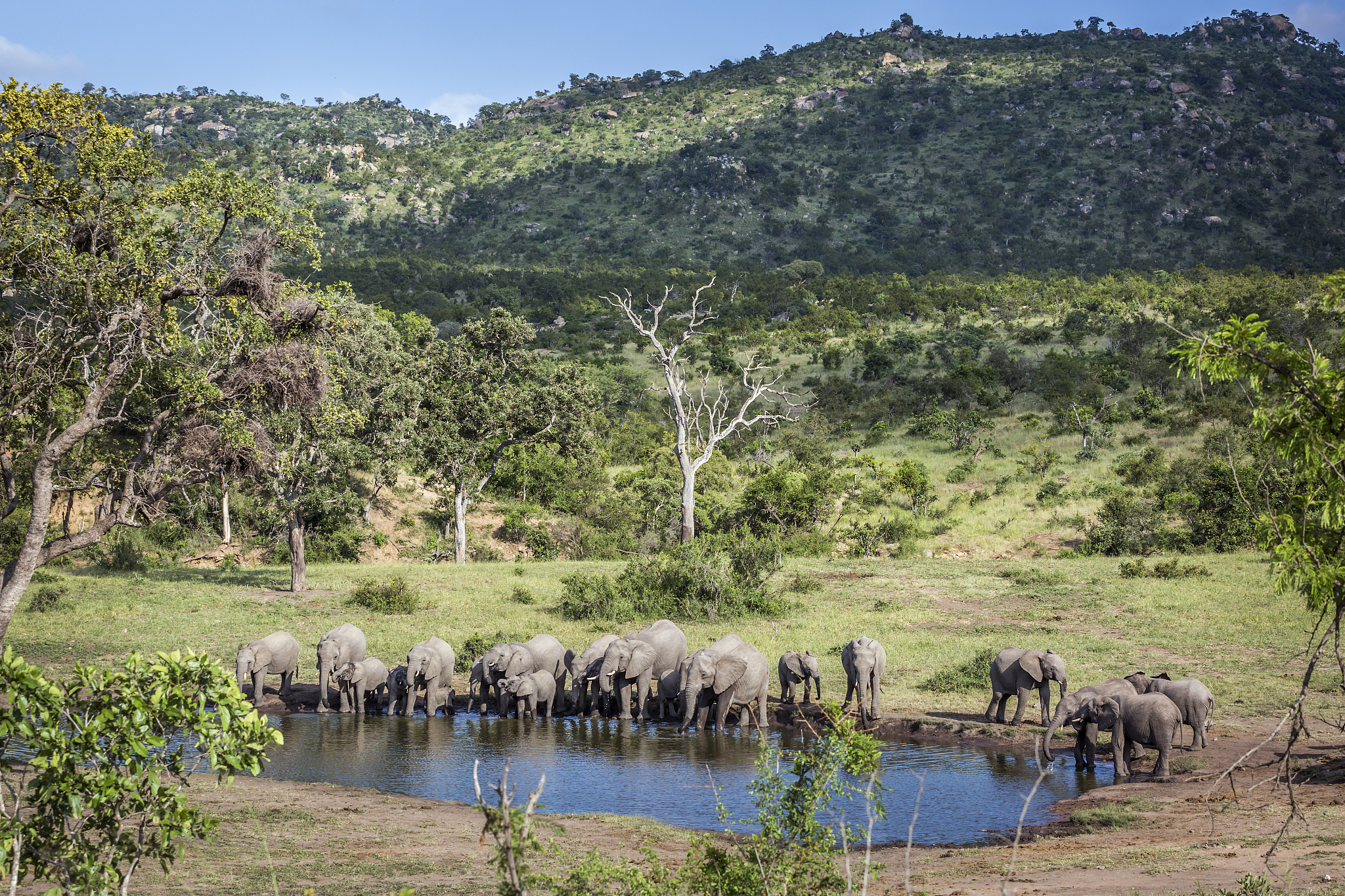 Wild Bactrian Camels Thriving in Lop Nur Nature Reserve