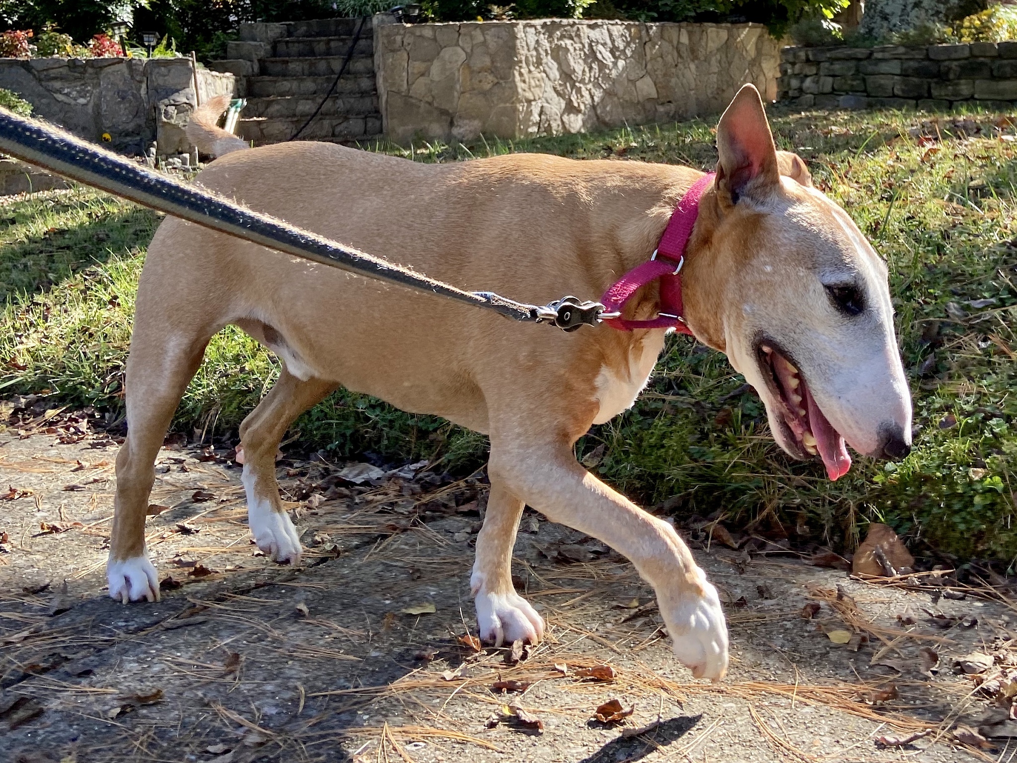 bull terrier on a walk