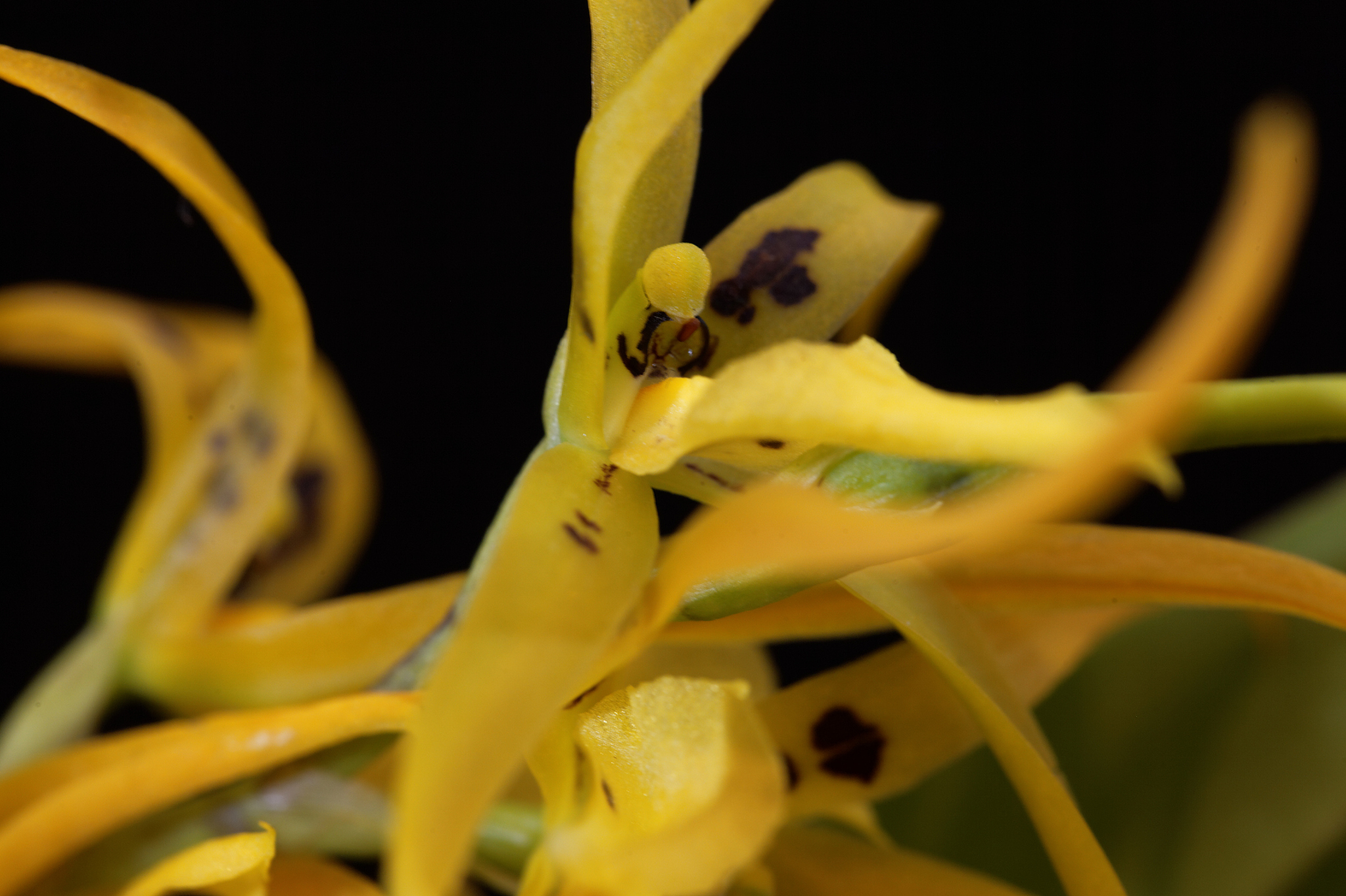 yellow cambria orchid
