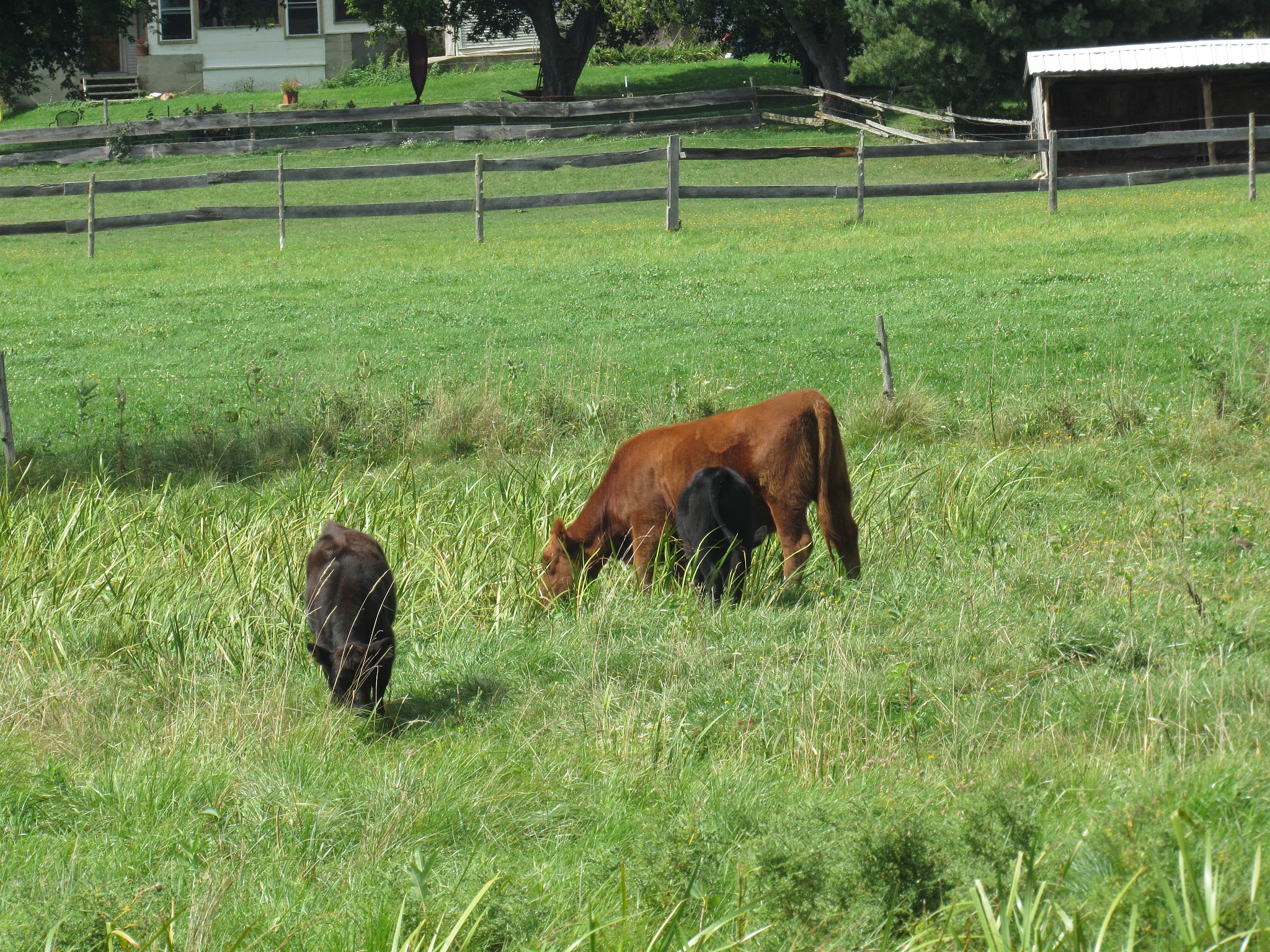 有一群牛在空旷的原野上慢走，将以上翻译为英文