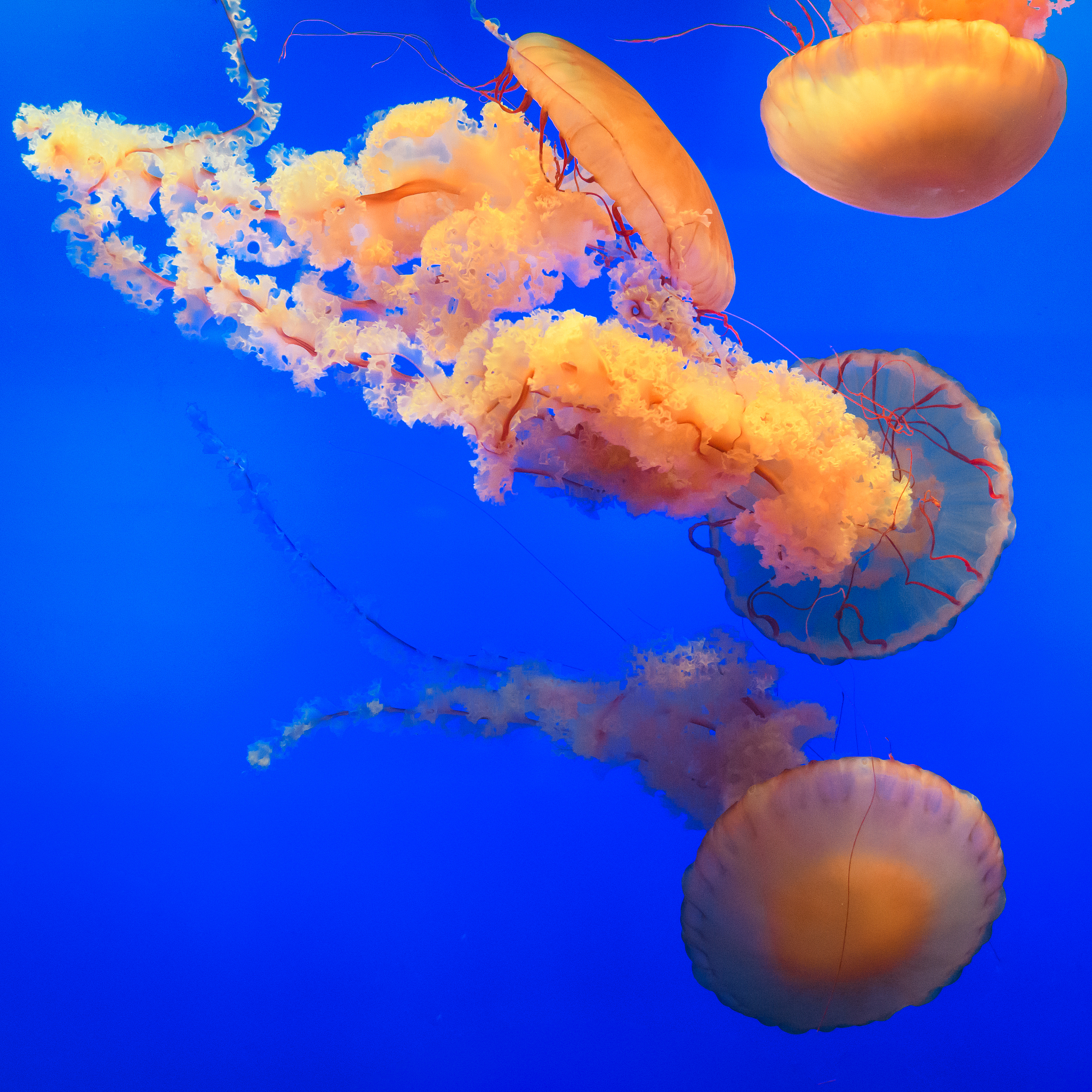 海蜇是水母吗？揭秘海洋中两种神奇生物