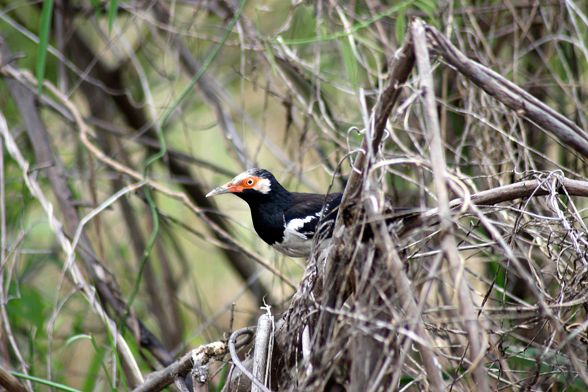 山上能听到什么声音一年级