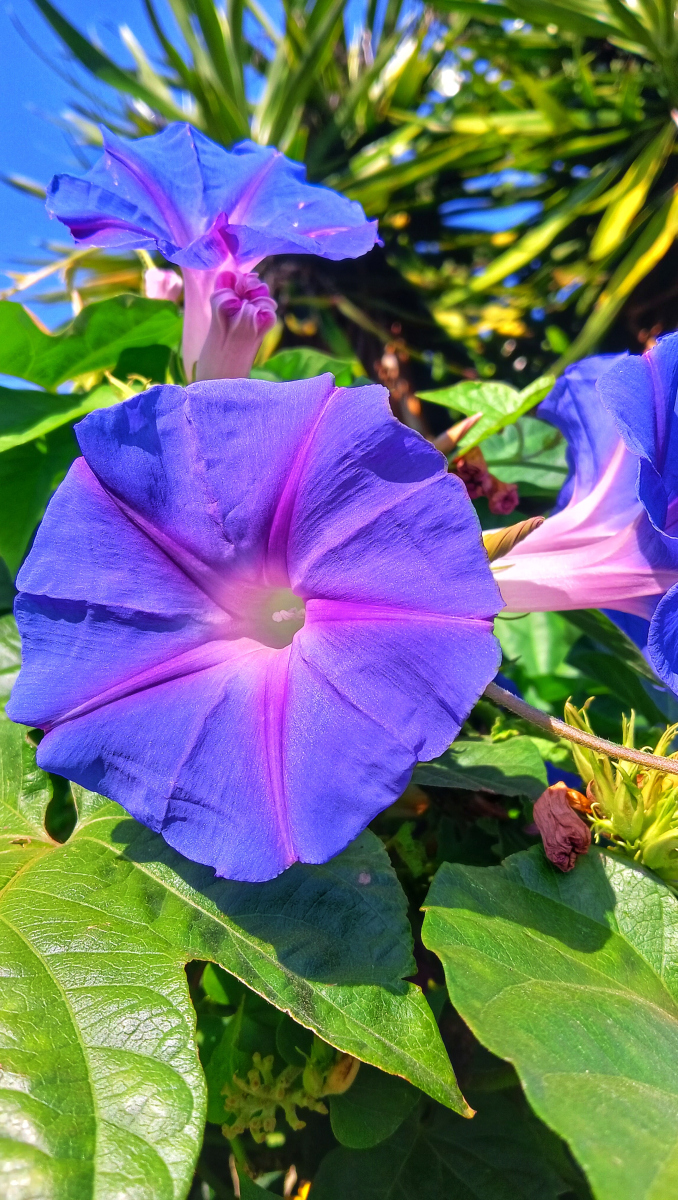 牵牛花之美:绚丽外形与种植技巧全解析