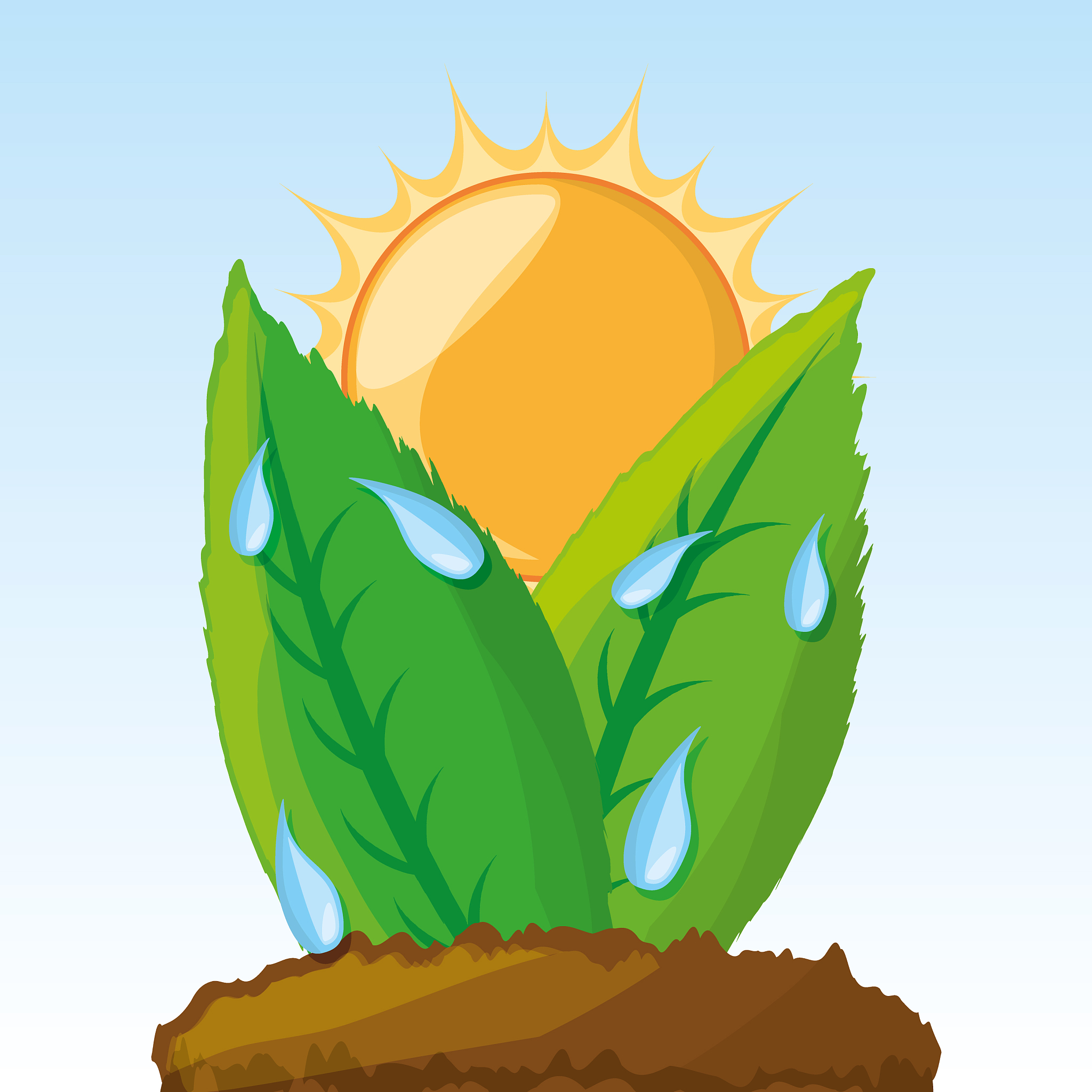 植物光合特性 - 详解植物光合作用的特殊性质和表现