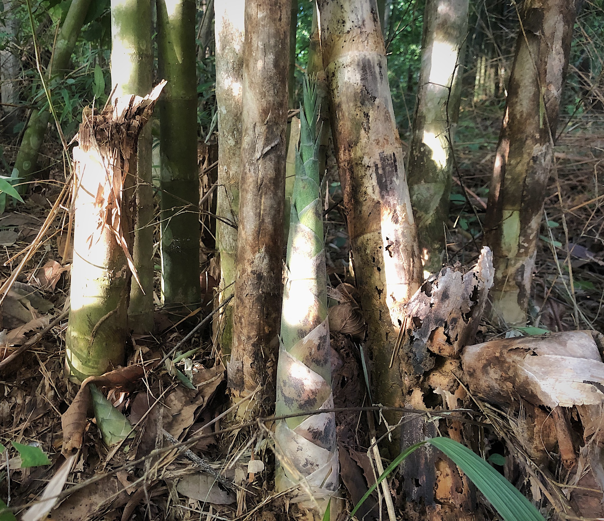 竹茹产地分布：从热带到亚热带，中国多个地区都有出产