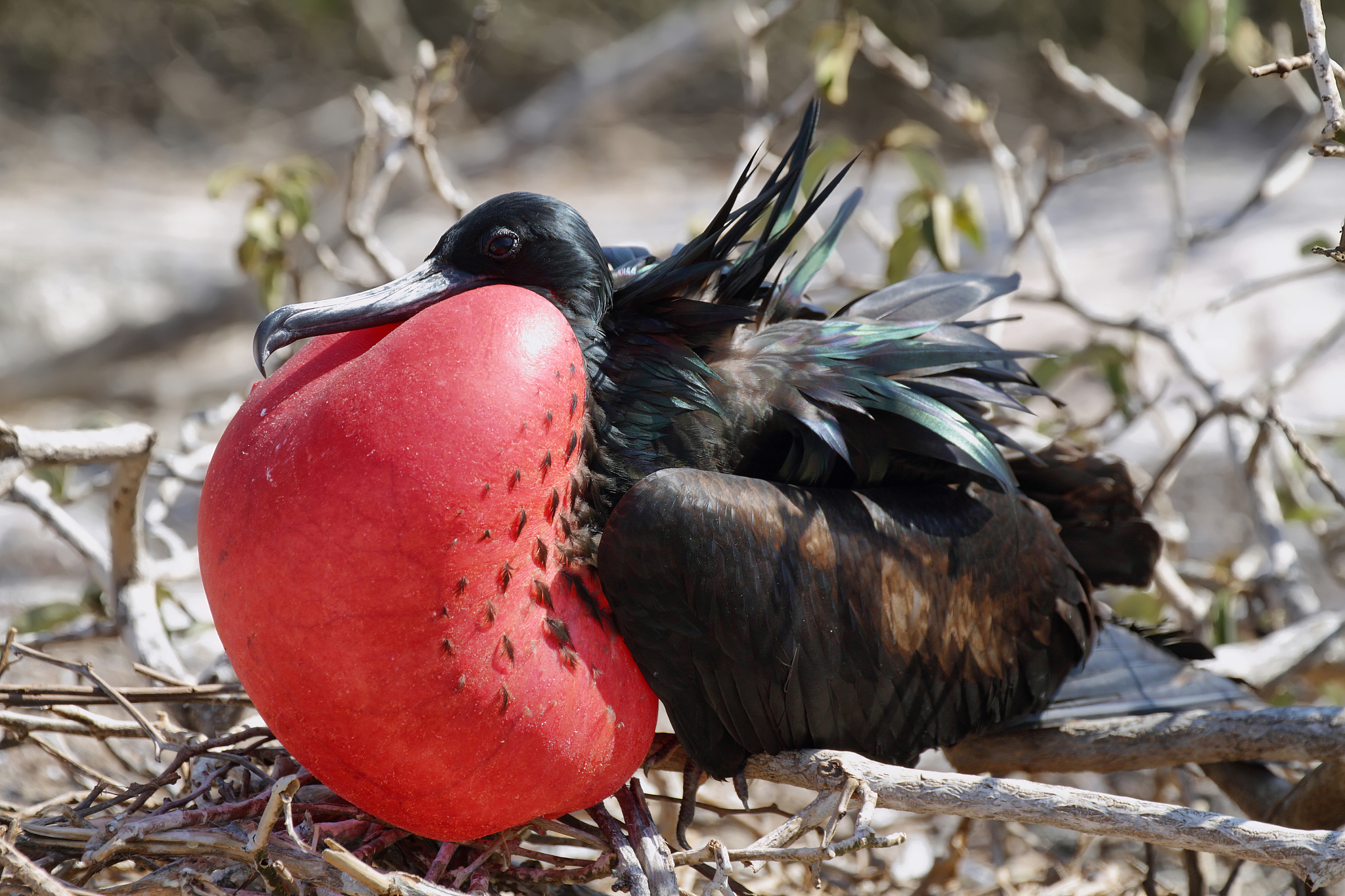 great frigate bird exposing its pouch