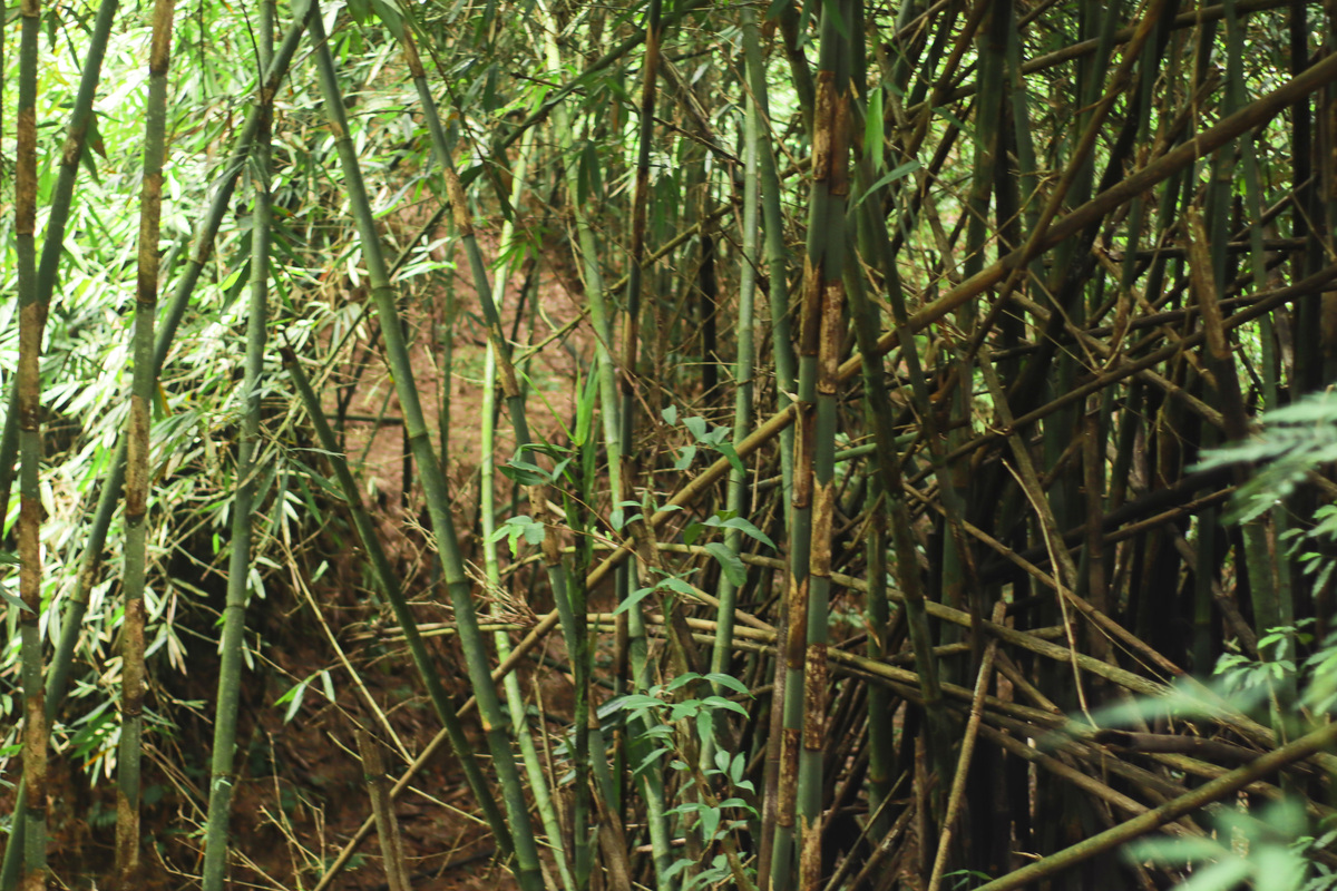 丛篁是什么意思_词语丛篁的意思