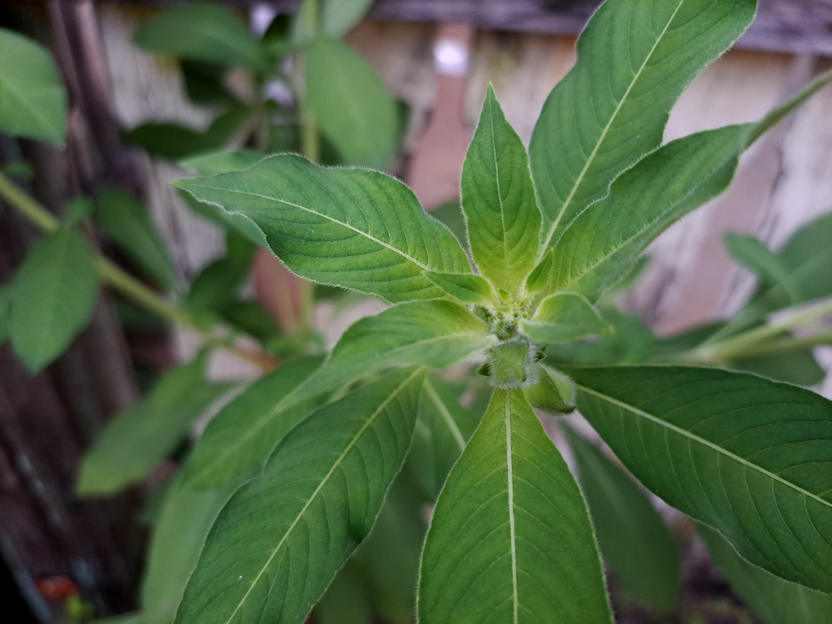 如何识别珍稀保护植物？ - 识别指南和保护建议