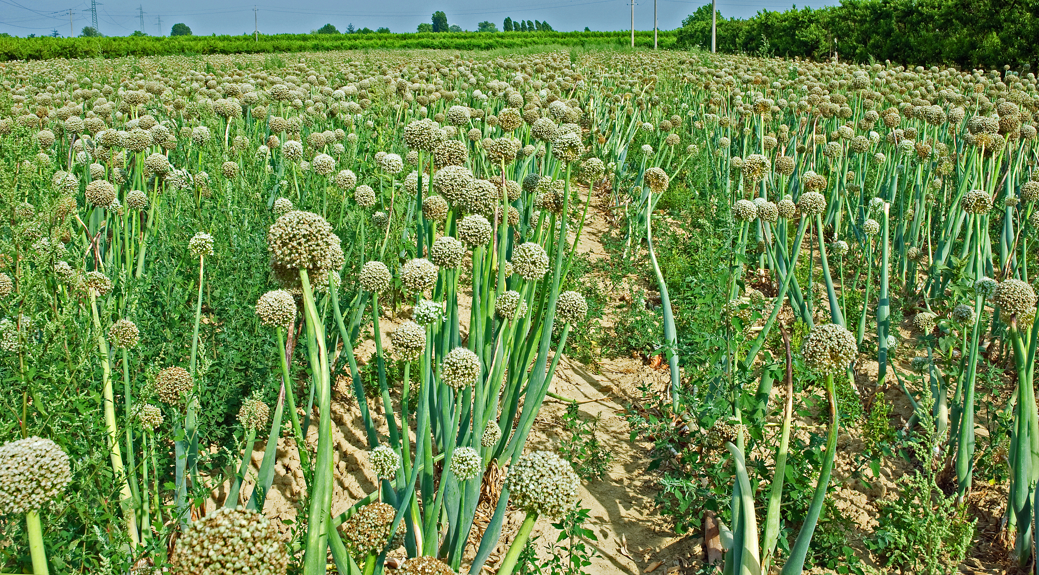 onions