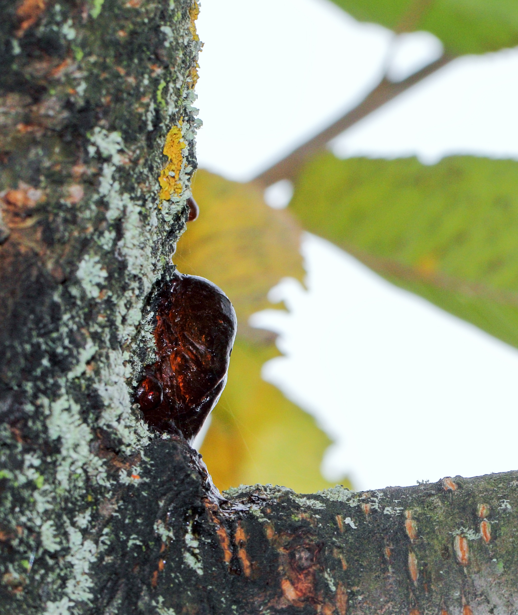 an orange cherry resin on the cherry tree bark with green leaf i