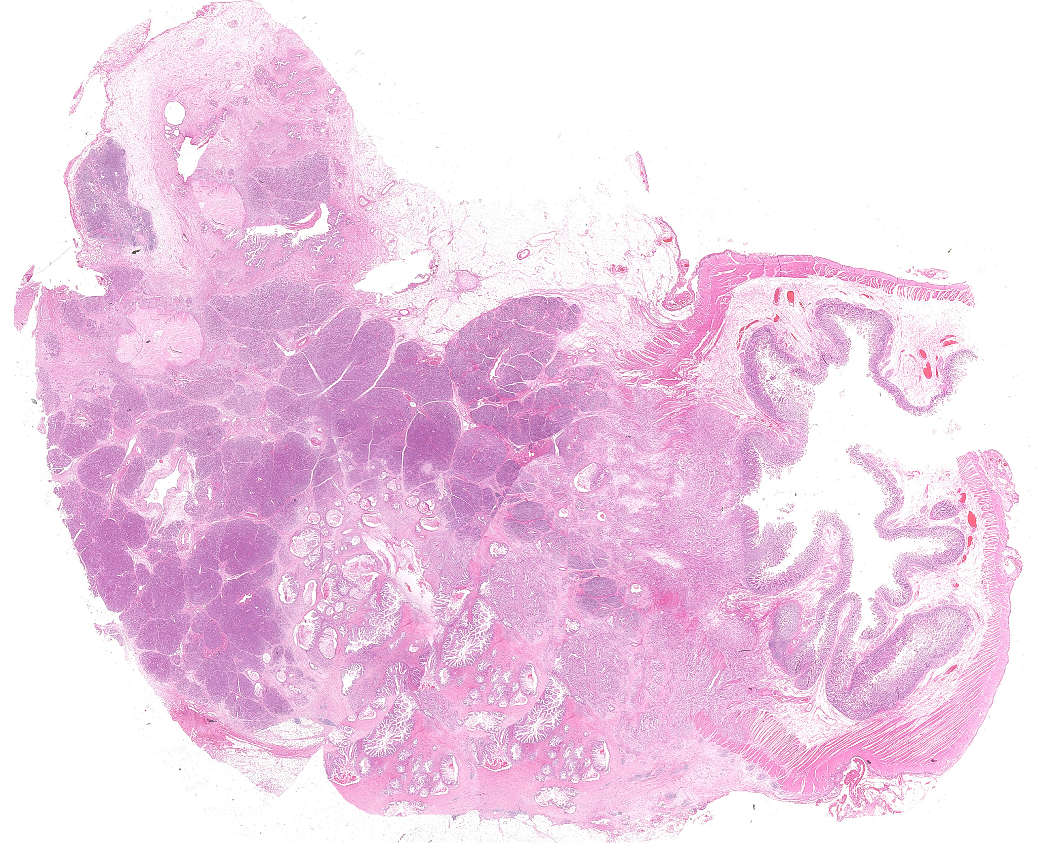 贵阳卫生学校的口腔医学专业课程、招生要求介