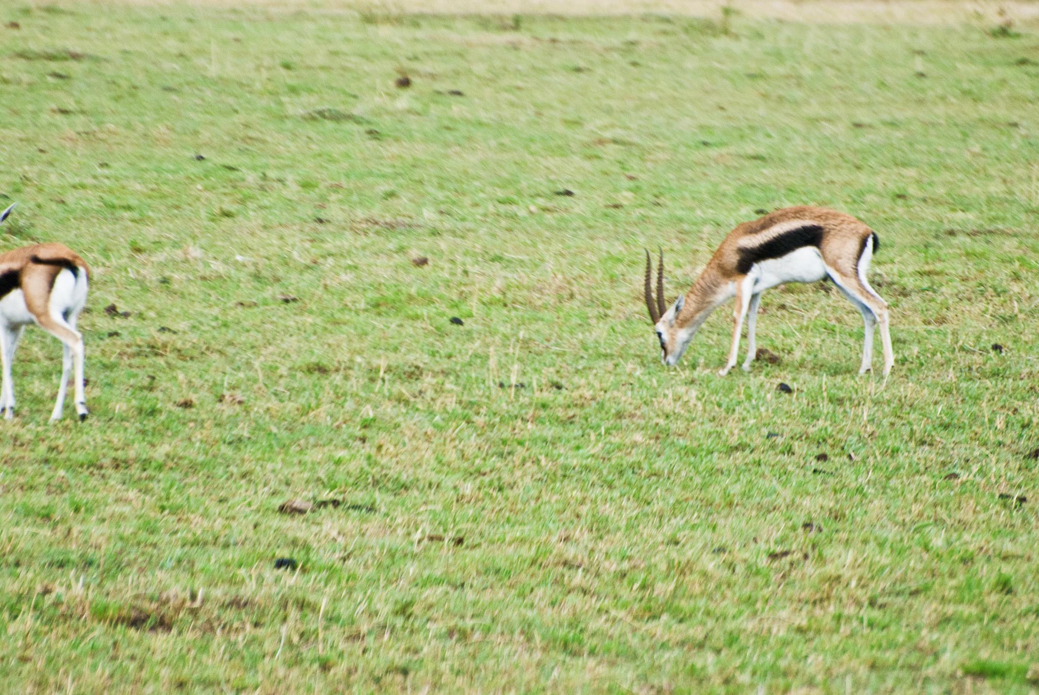 herd of thomson's gazelles aka tommies (eudorcas thomsonii) on d