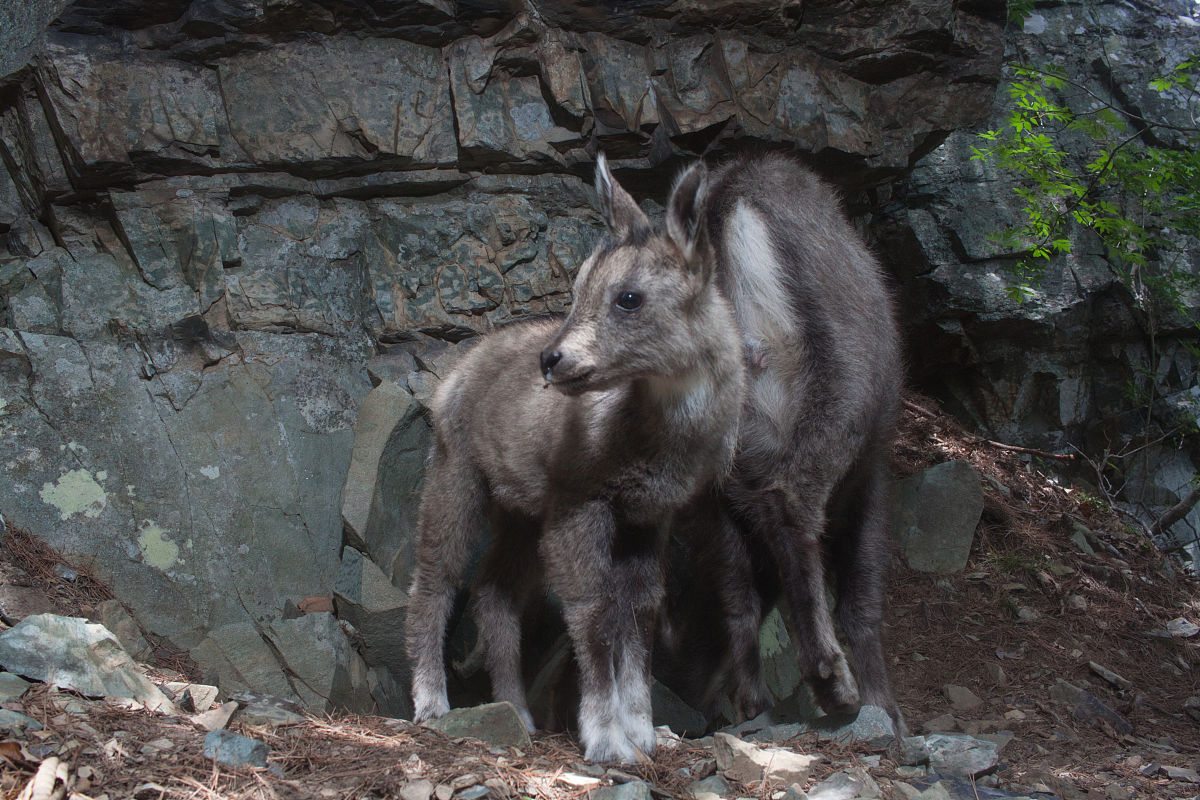 Applied Geophysics 期刊：应用地球物理学领域的领先期刊