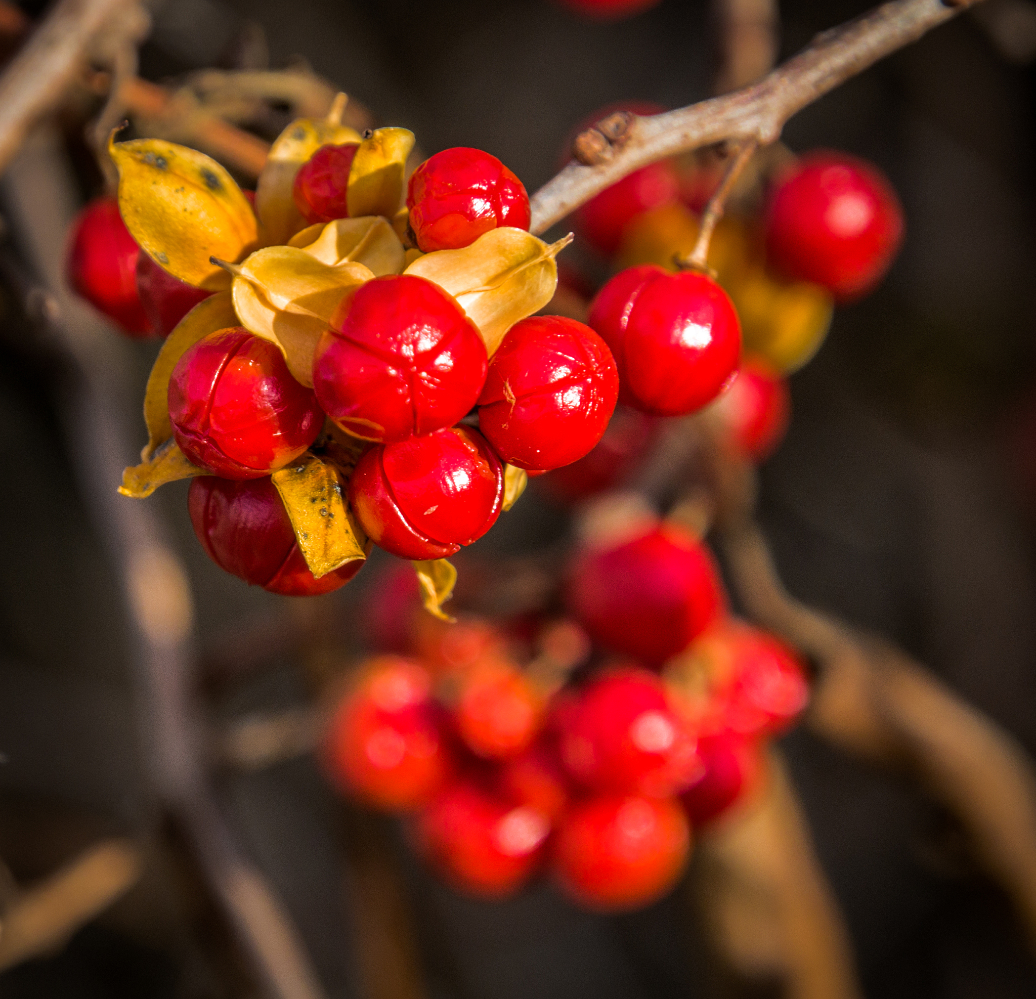 fall bittersweet