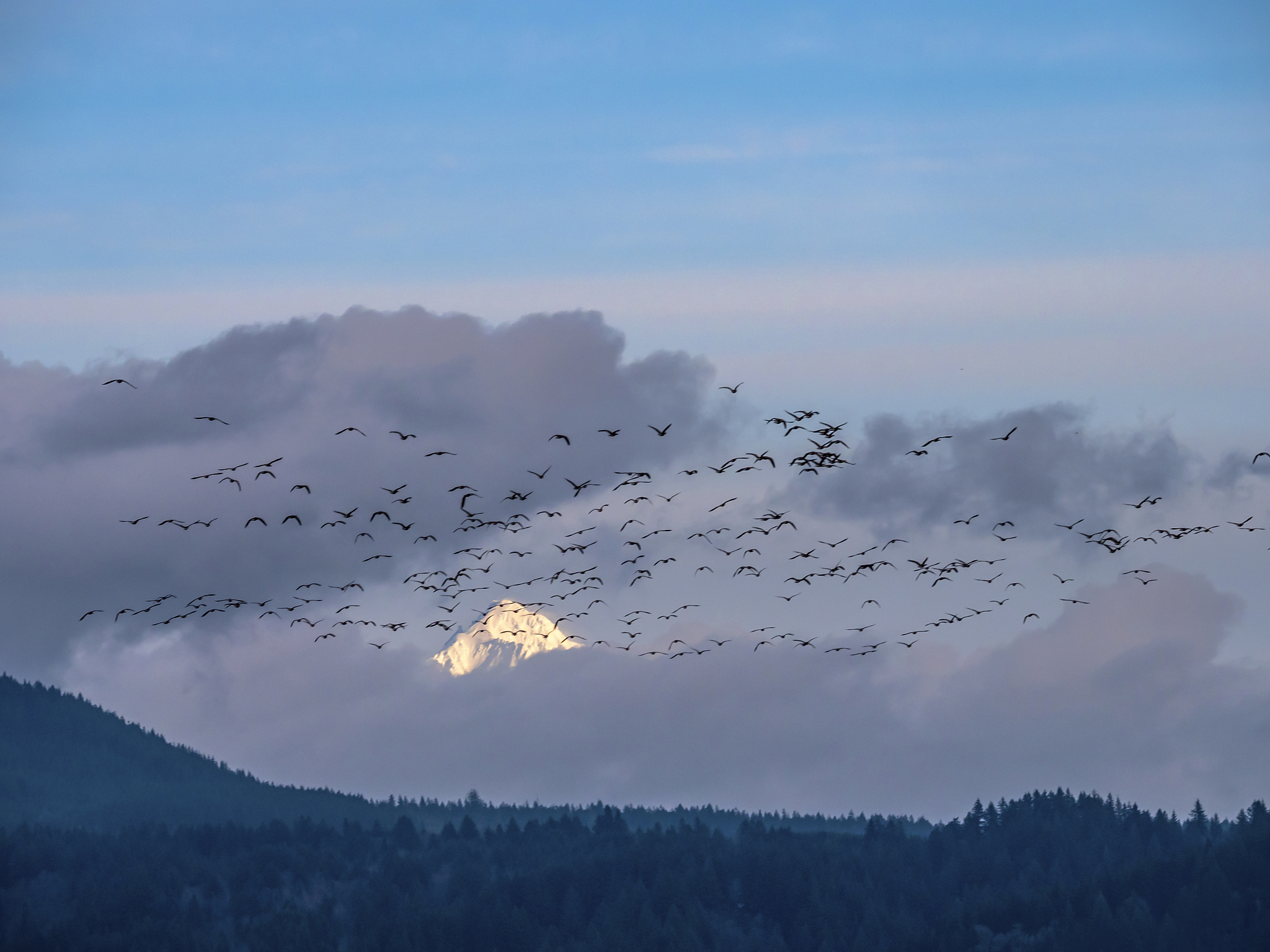 a skein of geese pass mt hood
