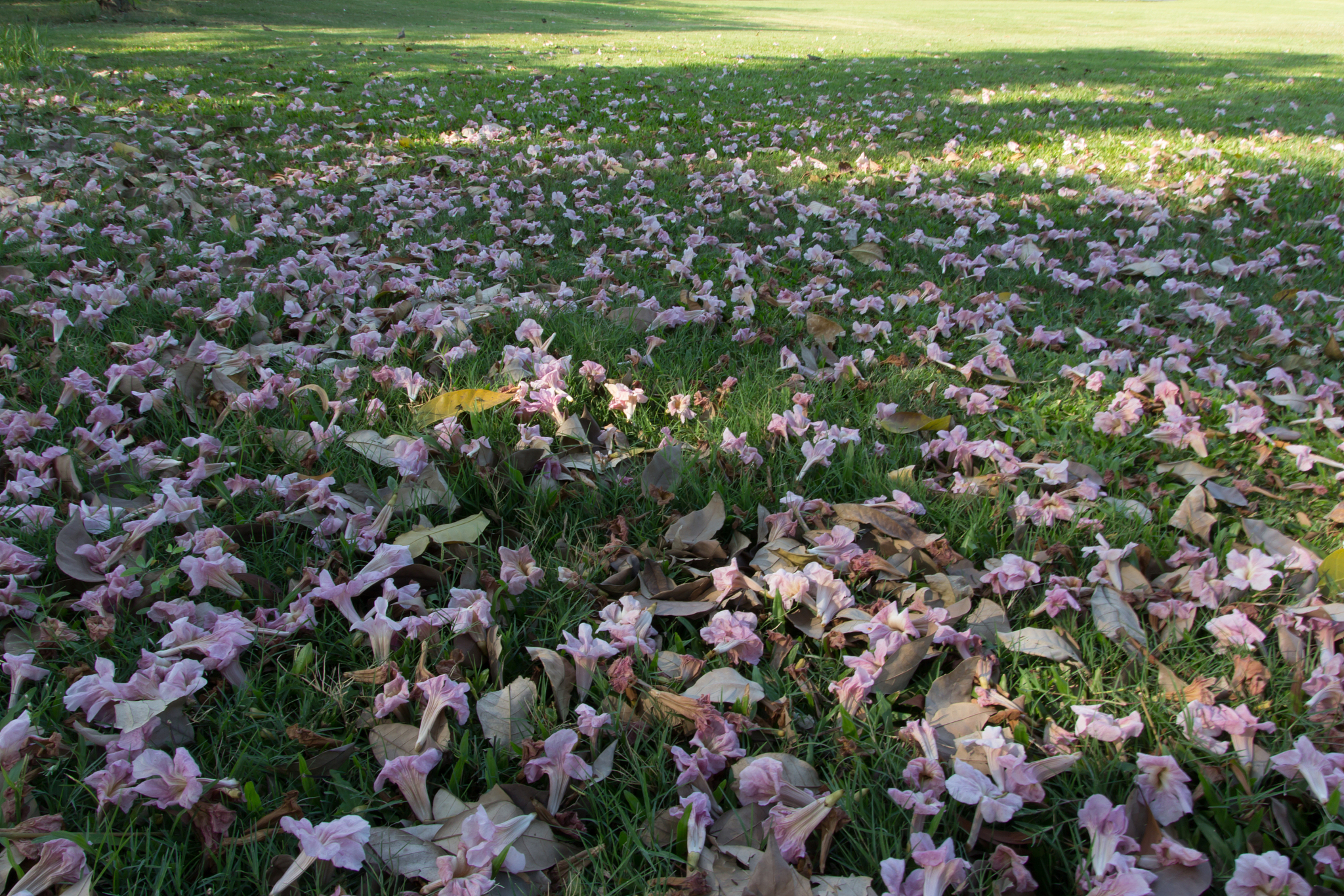 什么东西不能堆肥